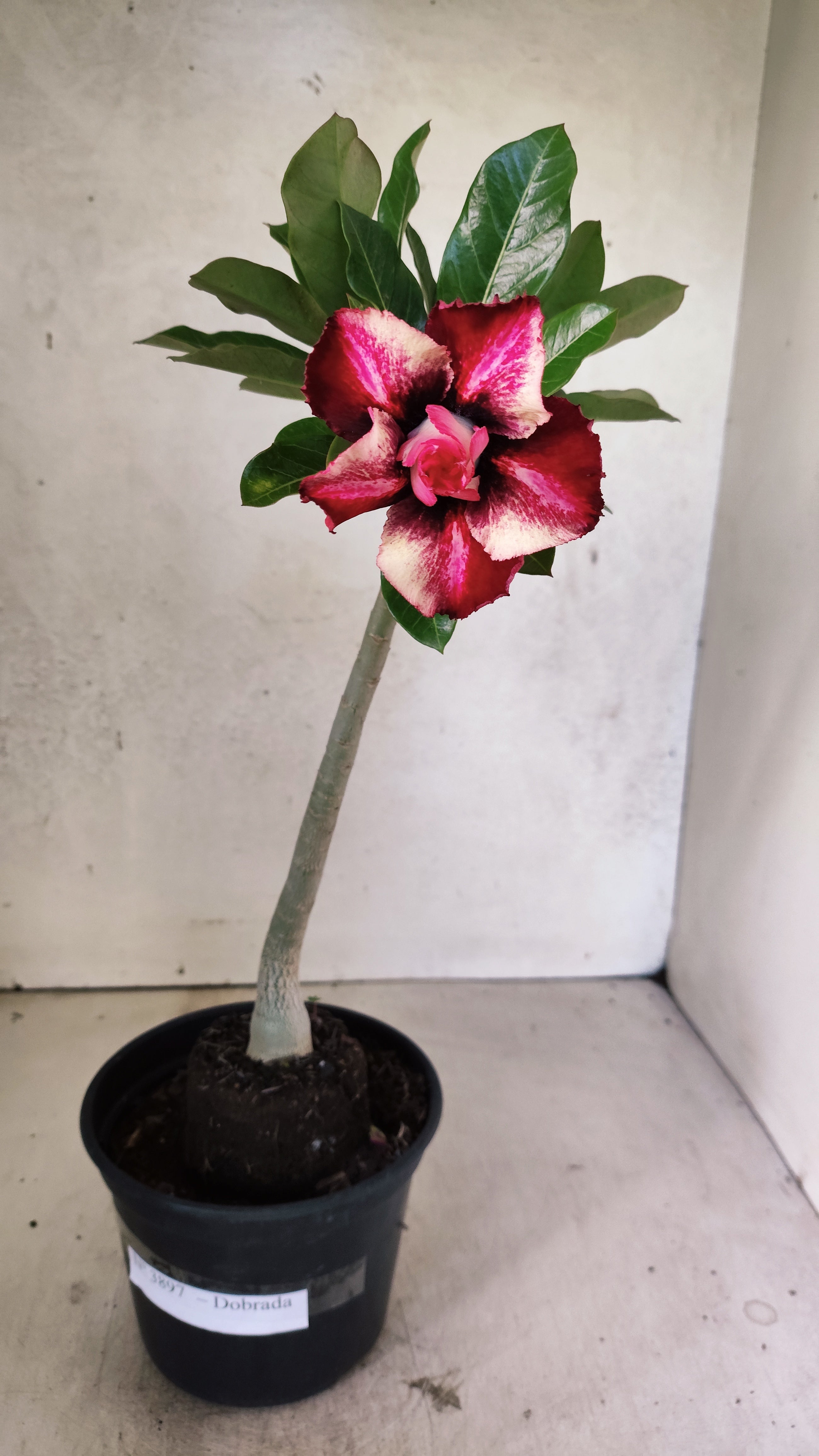 Planta Dobrada 3897 – 30cm – 02 anos