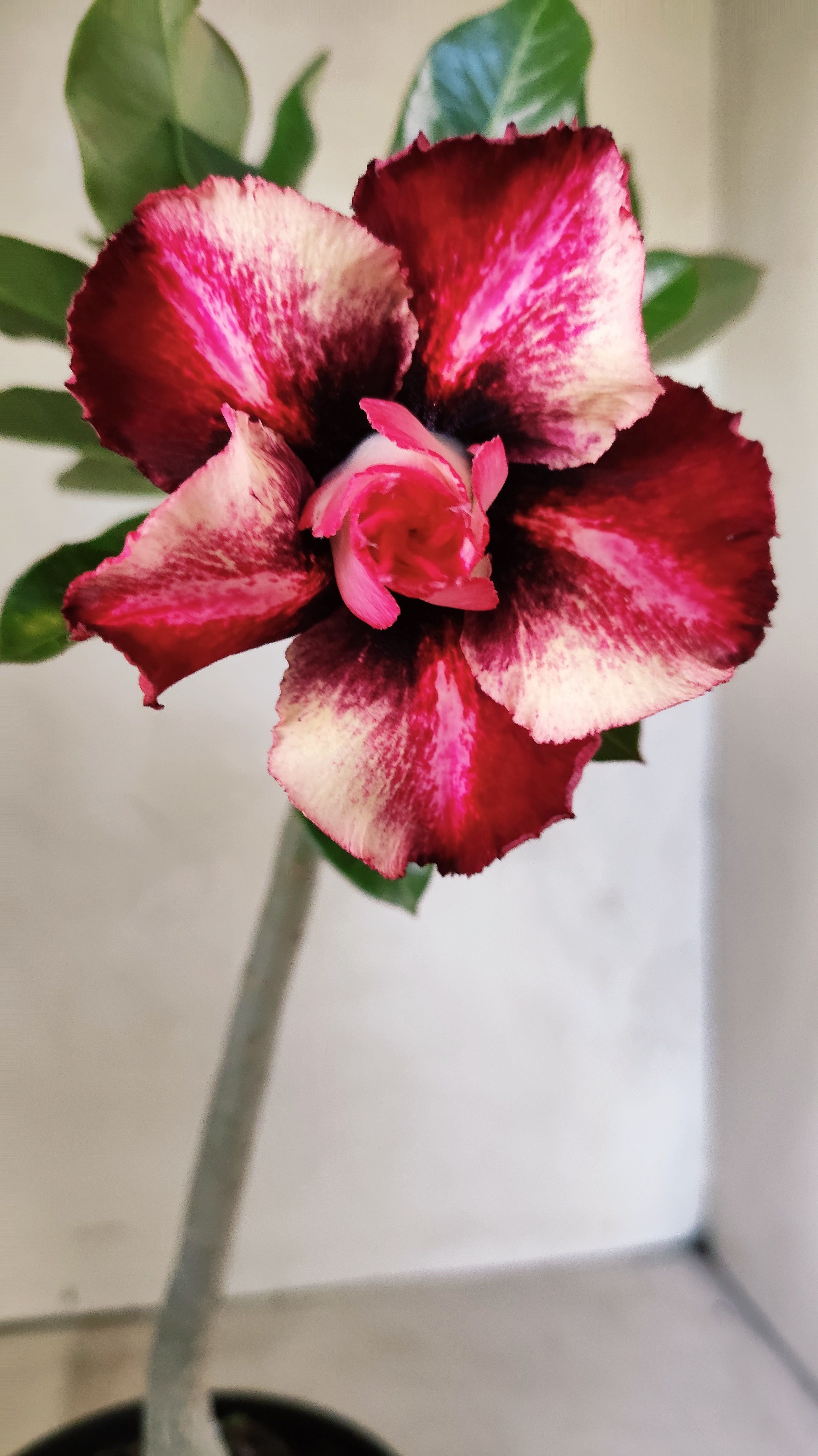 Planta Dobrada 3897 – 30cm – 02 anos