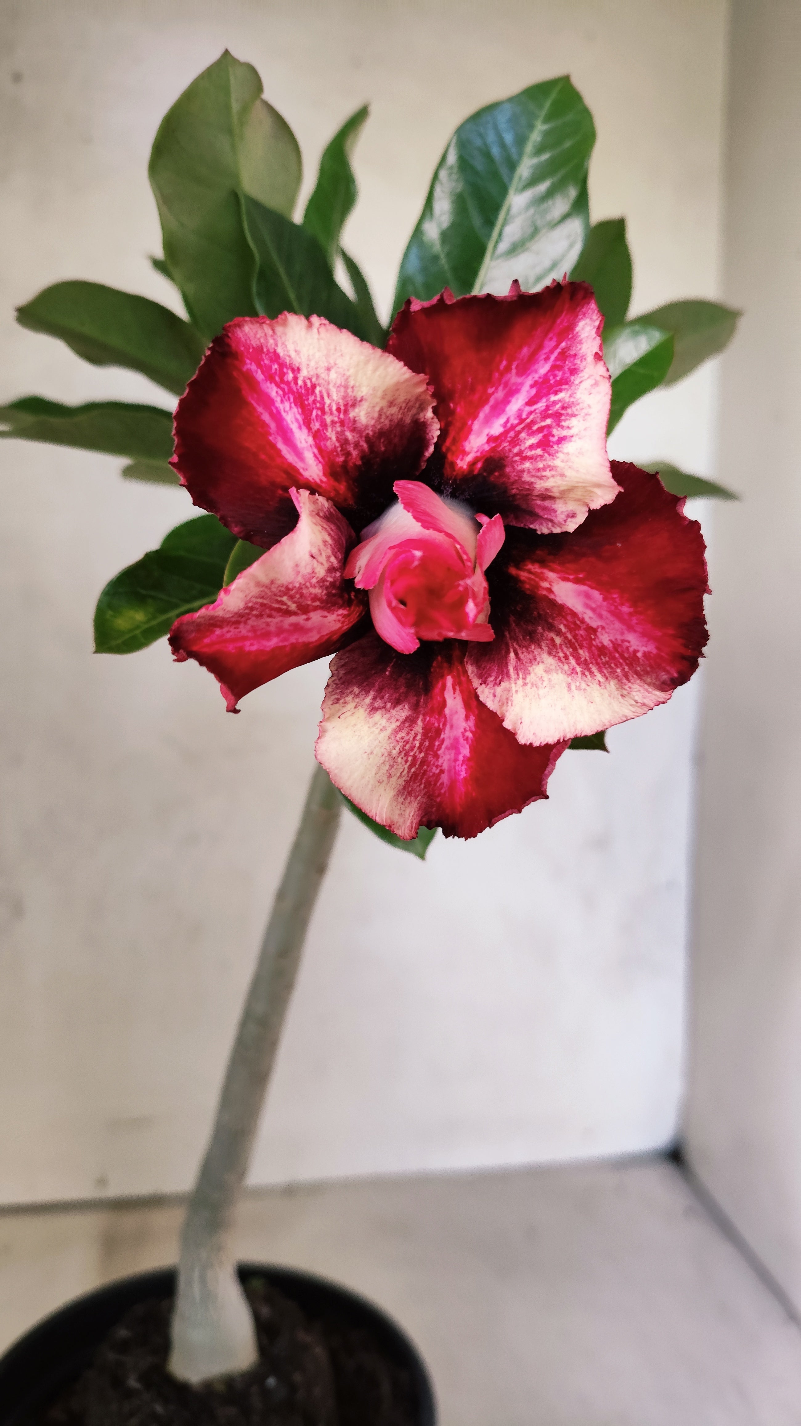 Planta Dobrada 3897 – 30cm – 02 anos
