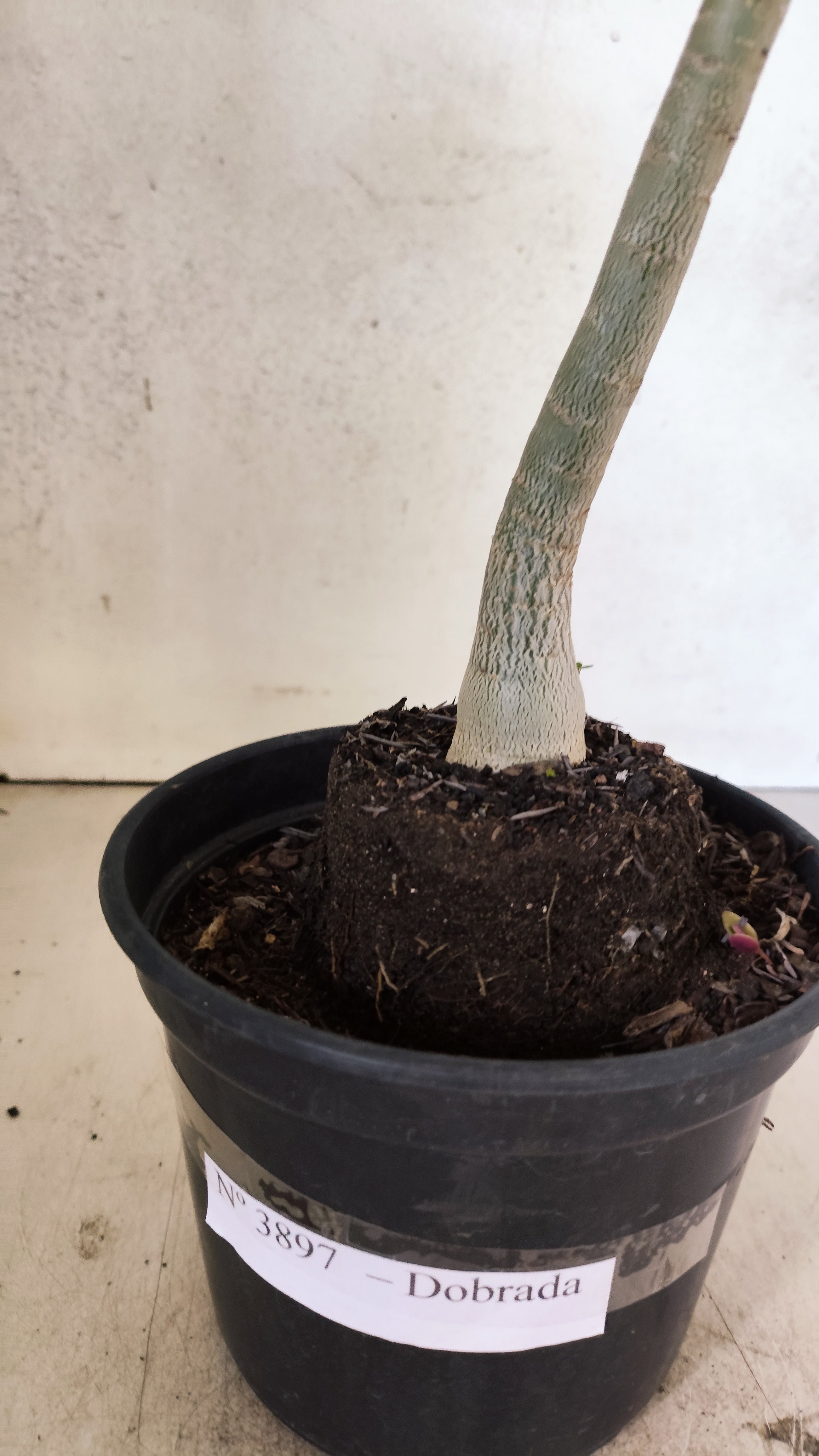 Planta Dobrada 3897 – 30cm – 02 anos