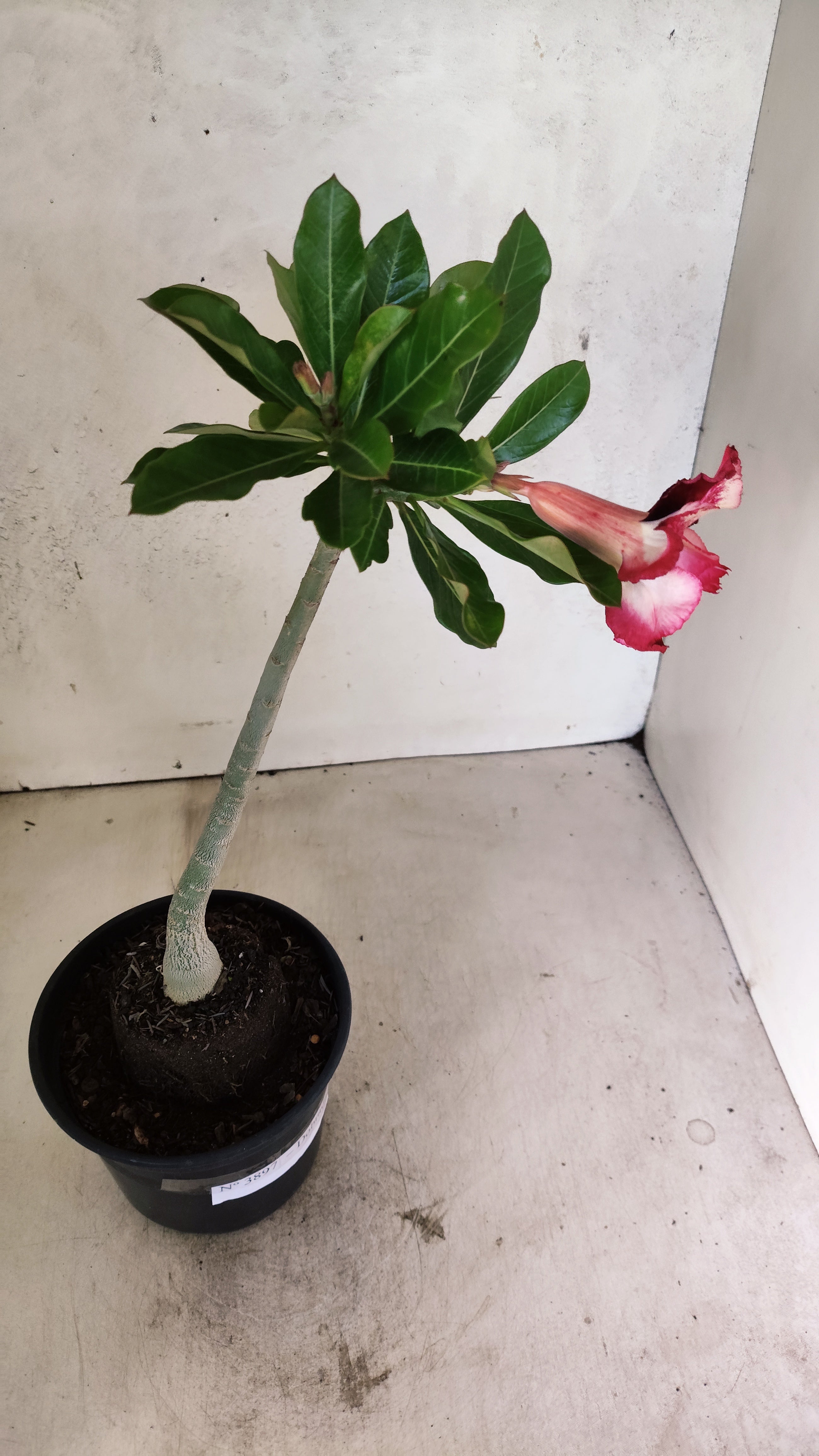 Planta Dobrada 3897 – 30cm – 02 anos
