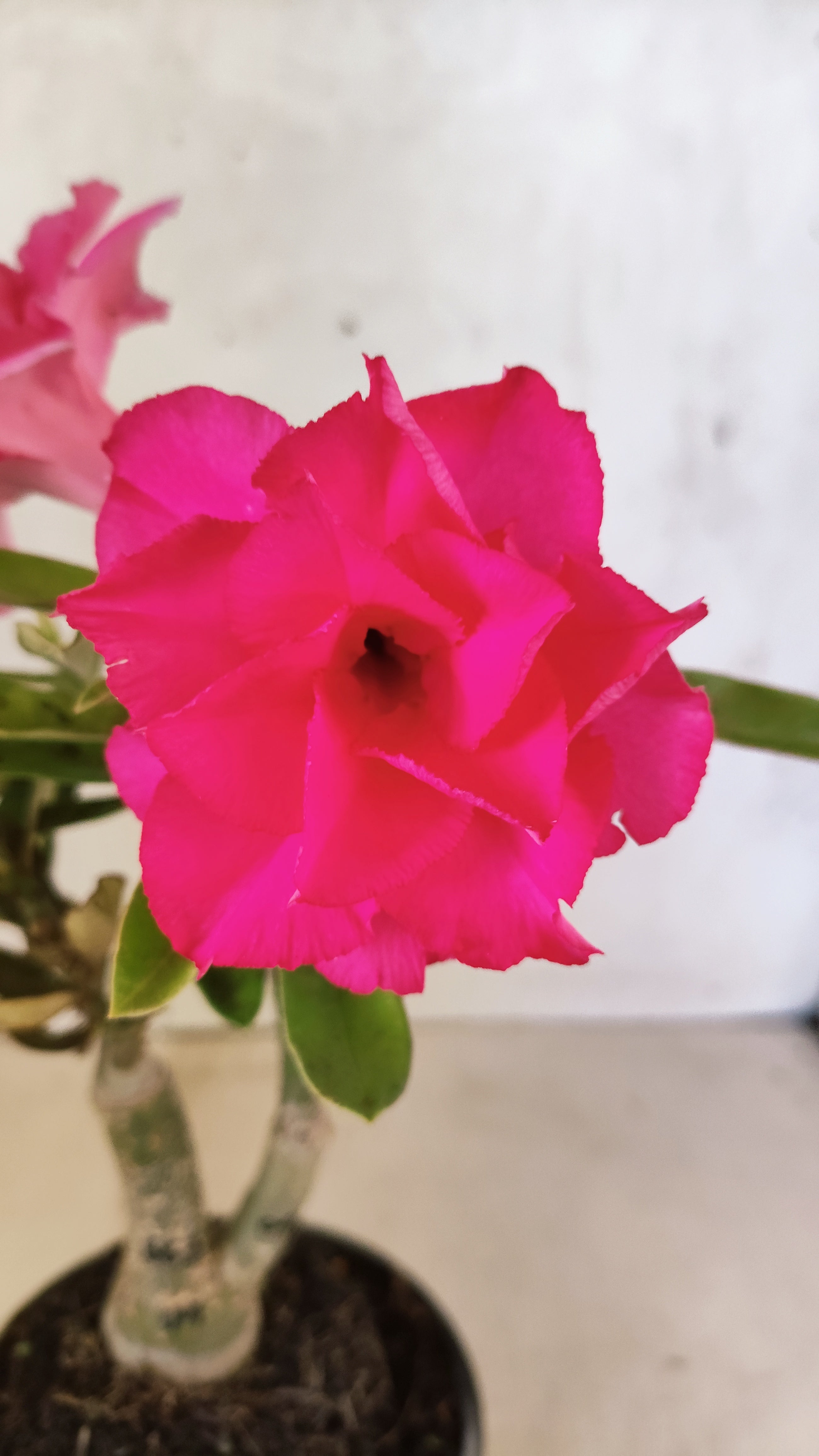 ENXERTO 12712 – 20cm (cor LM 04 e LM 663)