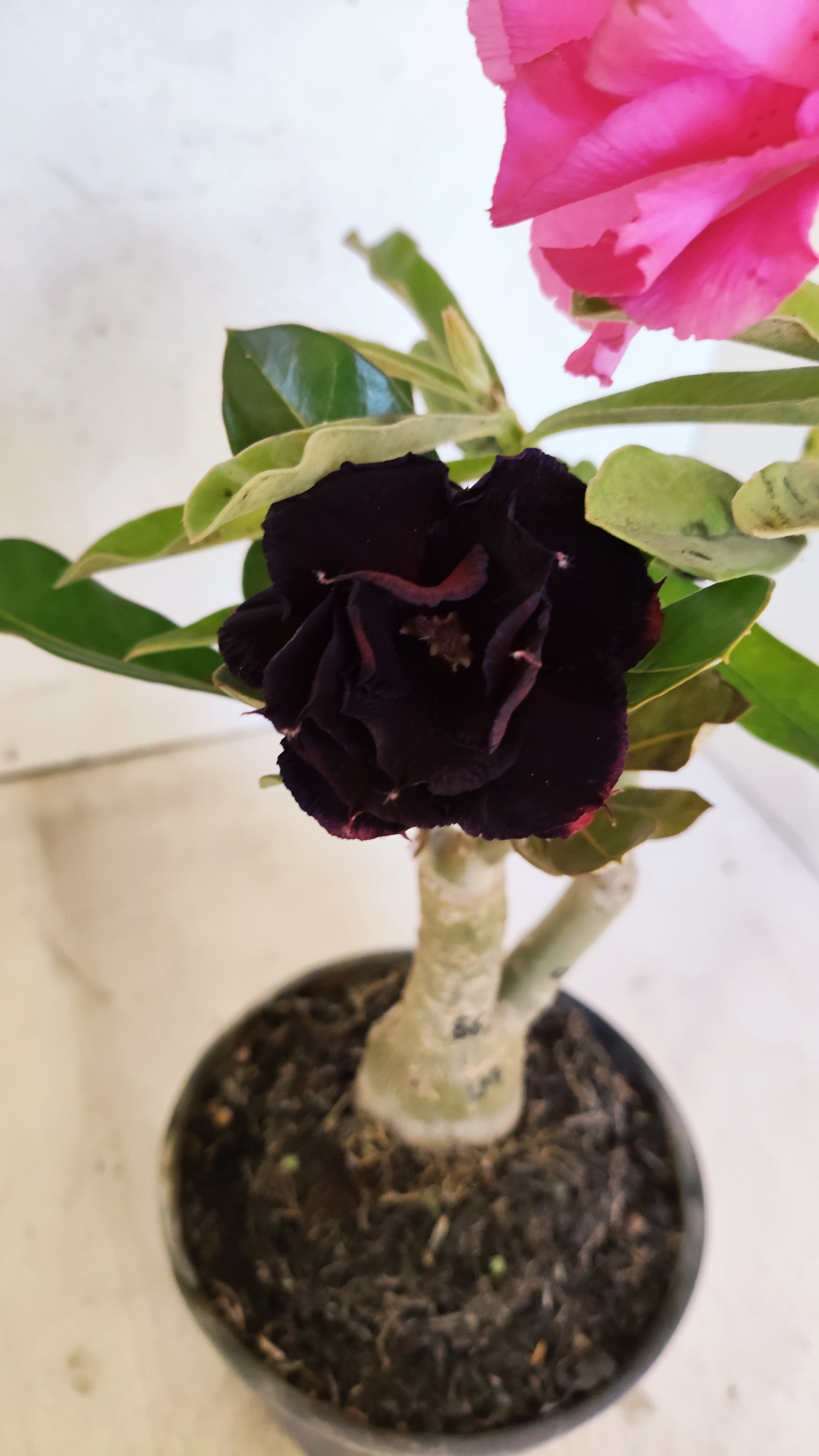 ENXERTO 12712 – 20cm (cor LM 04 e LM 663)