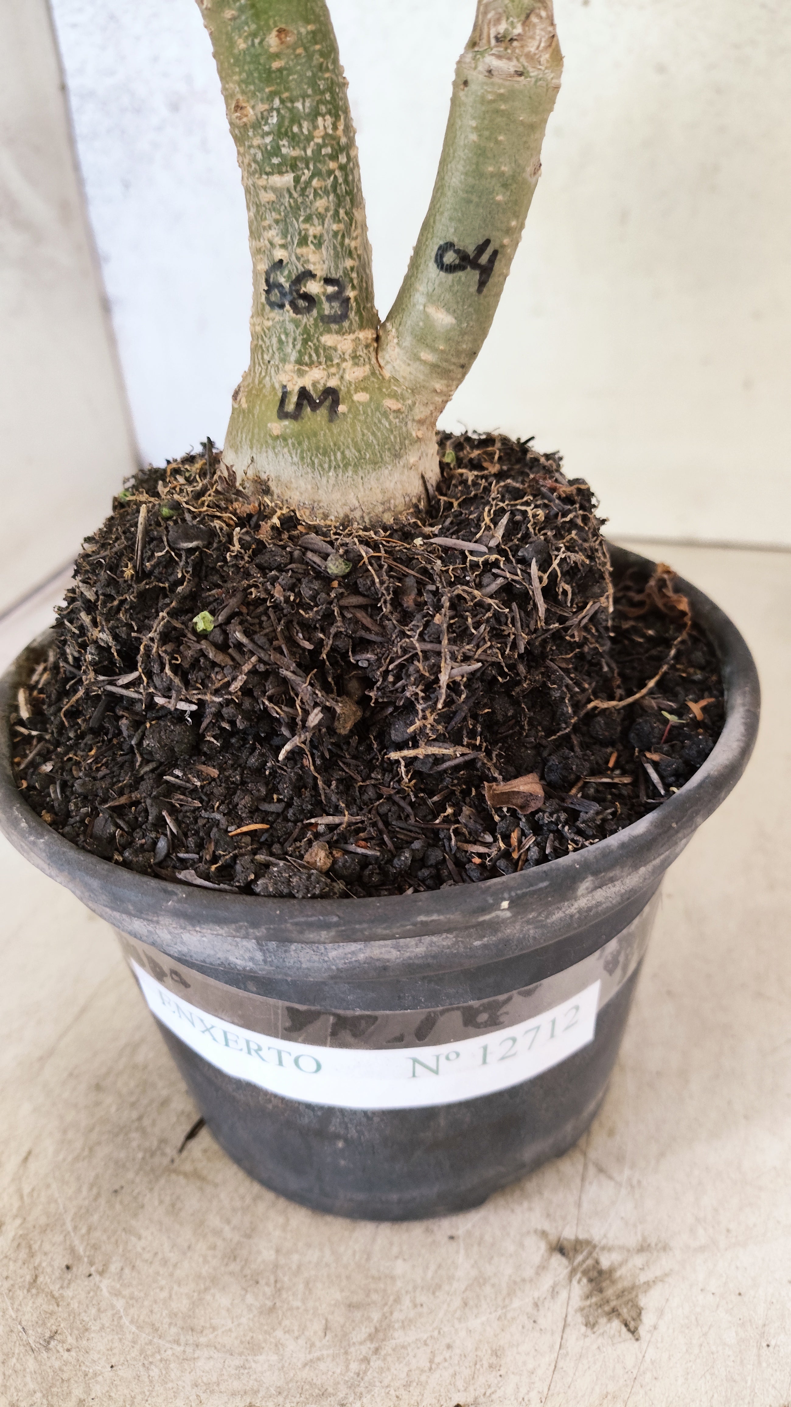 ENXERTO 12712 – 20cm (cor LM 04 e LM 663)