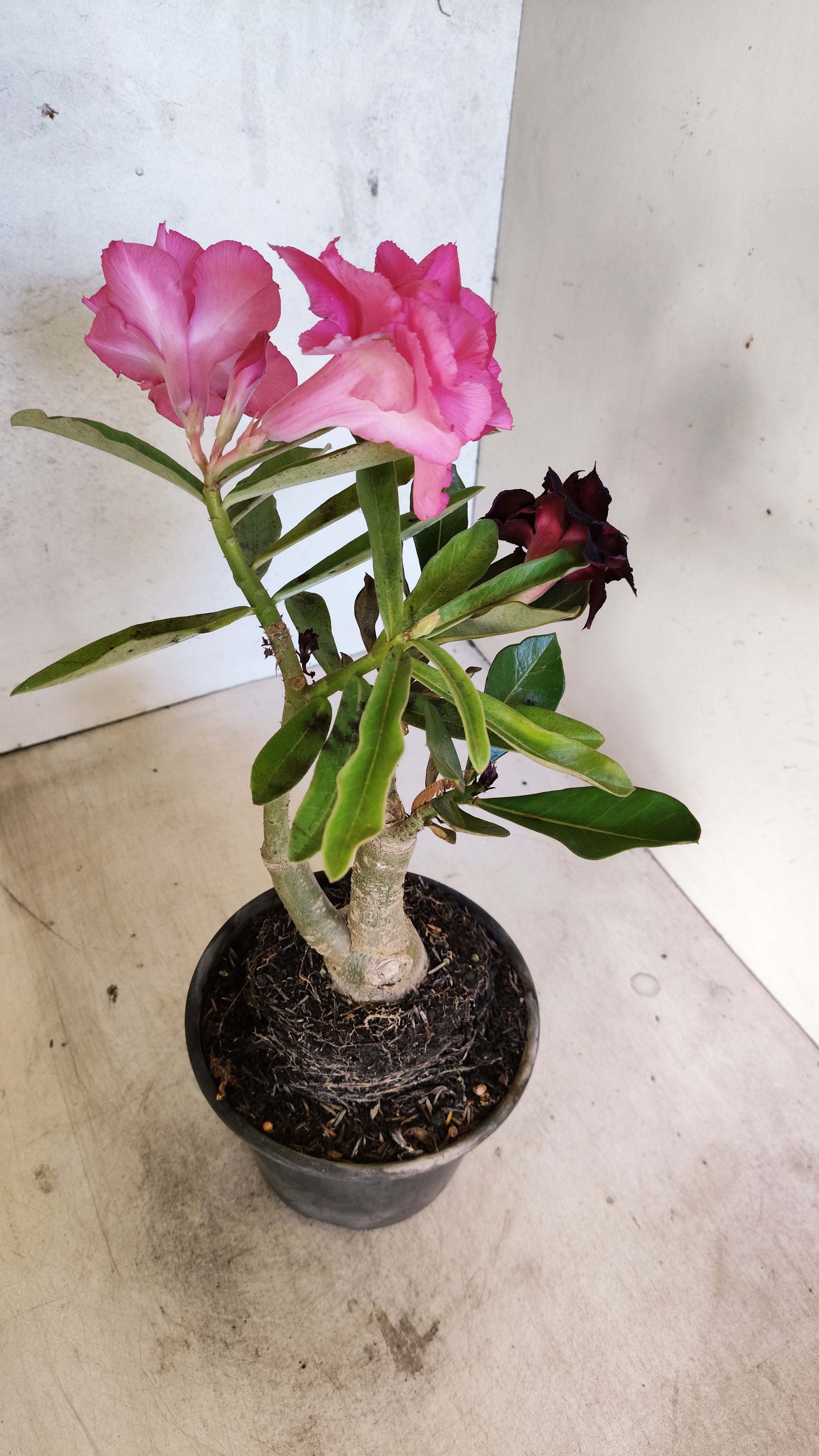 ENXERTO 12712 – 20cm (cor LM 04 e LM 663)