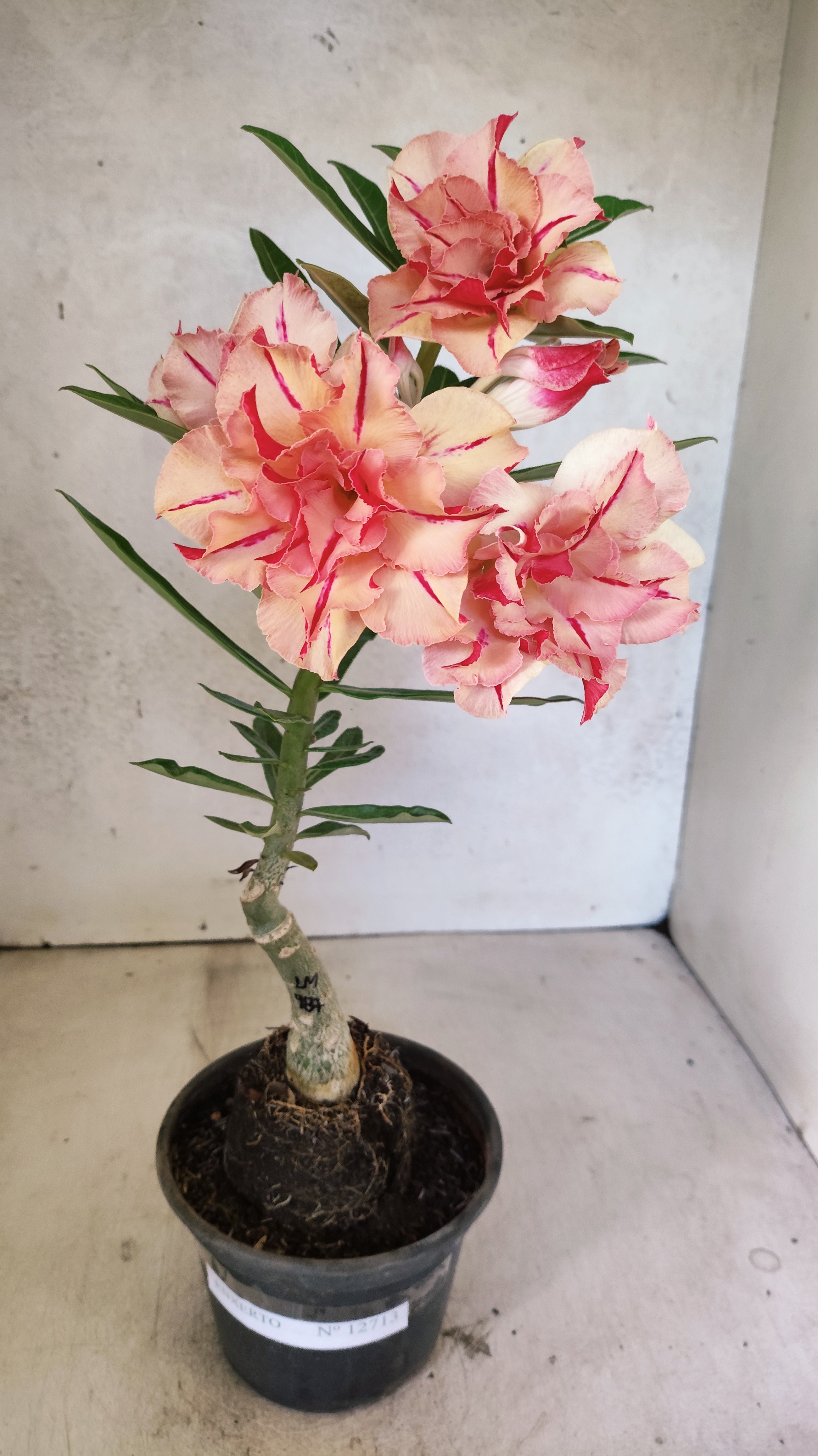 ENXERTO 12713 – 25cm (cor LM 987)