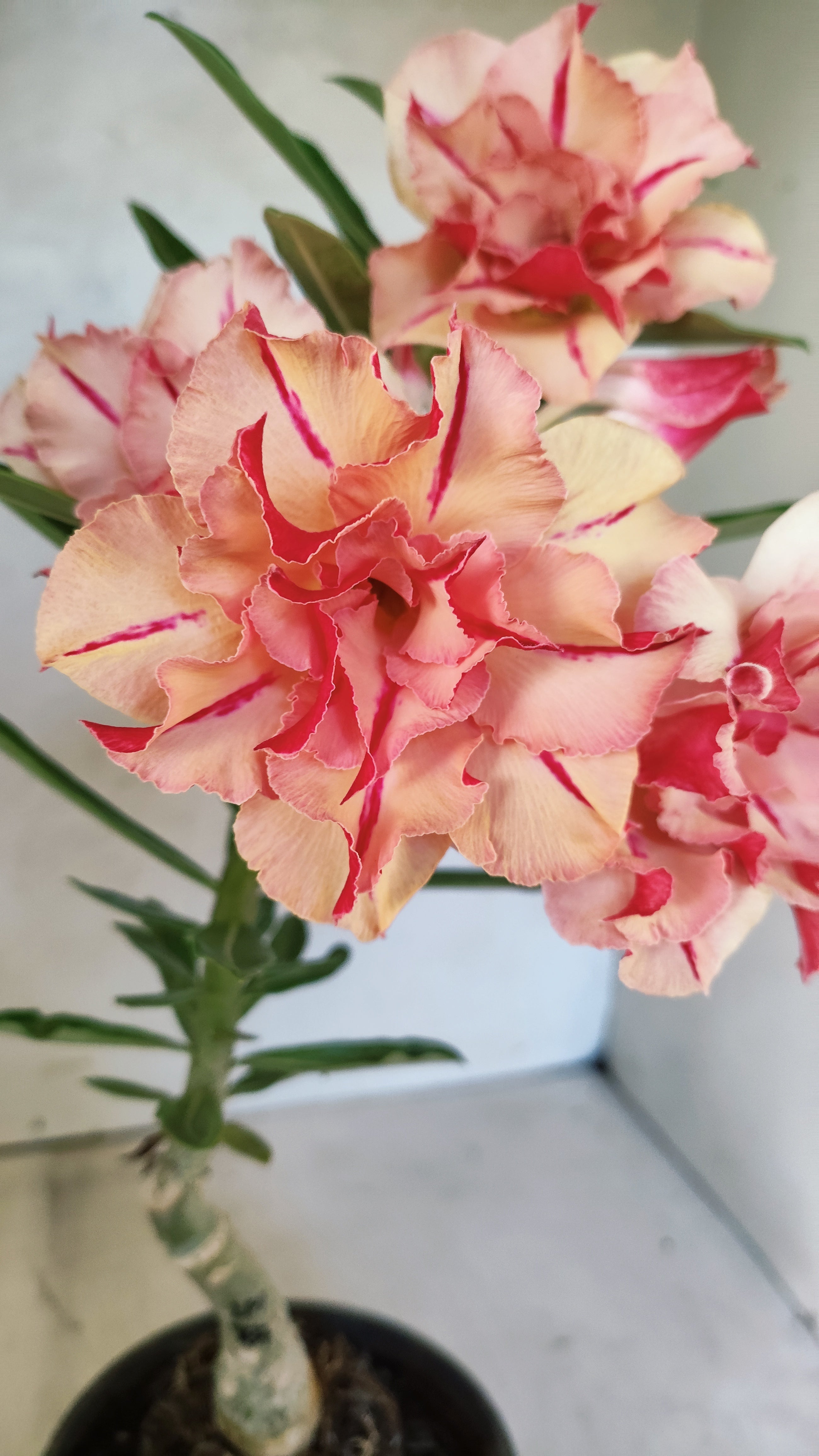 ENXERTO 12713 – 25cm (cor LM 987)