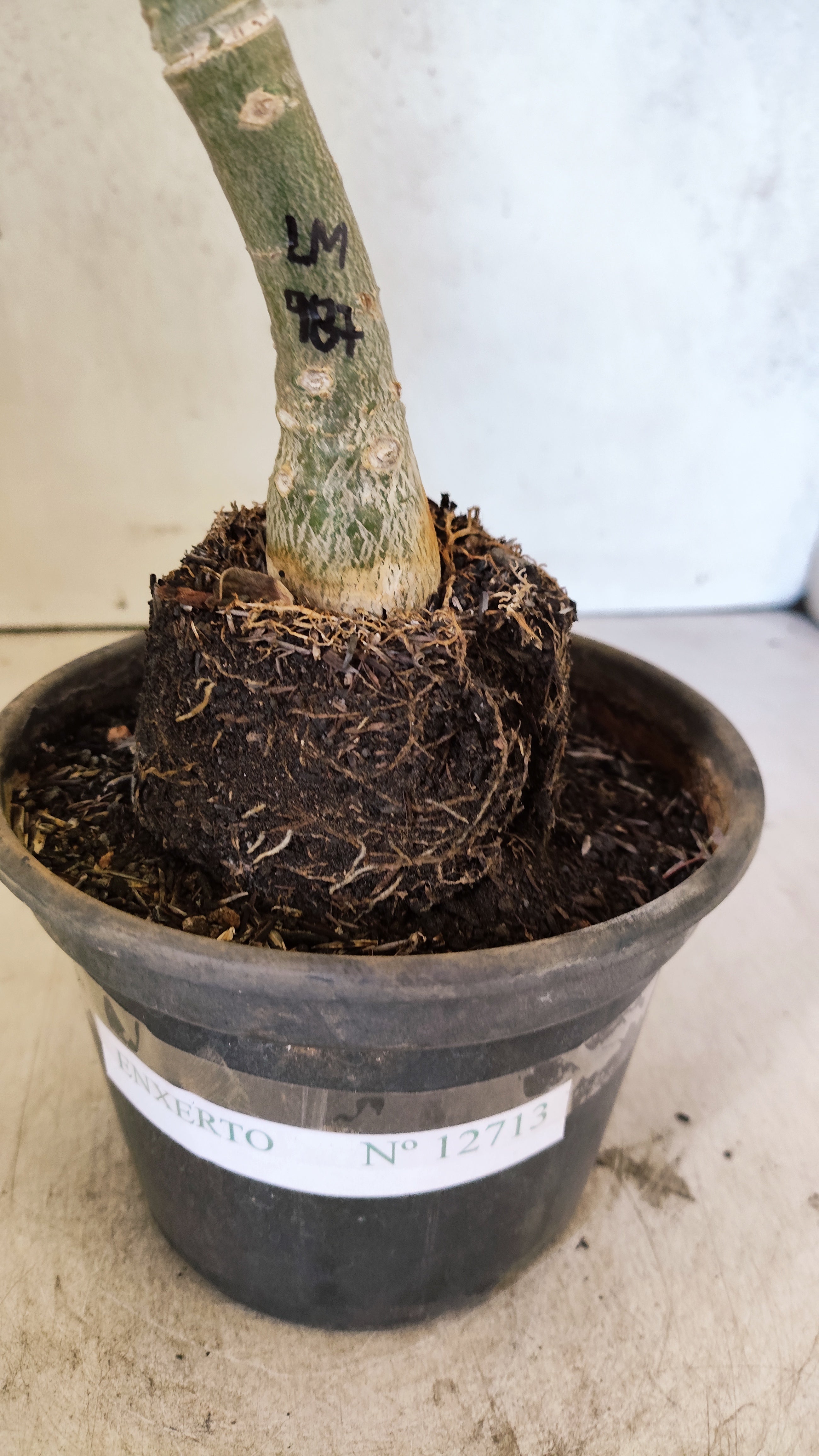 ENXERTO 12713 – 25cm (cor LM 987)