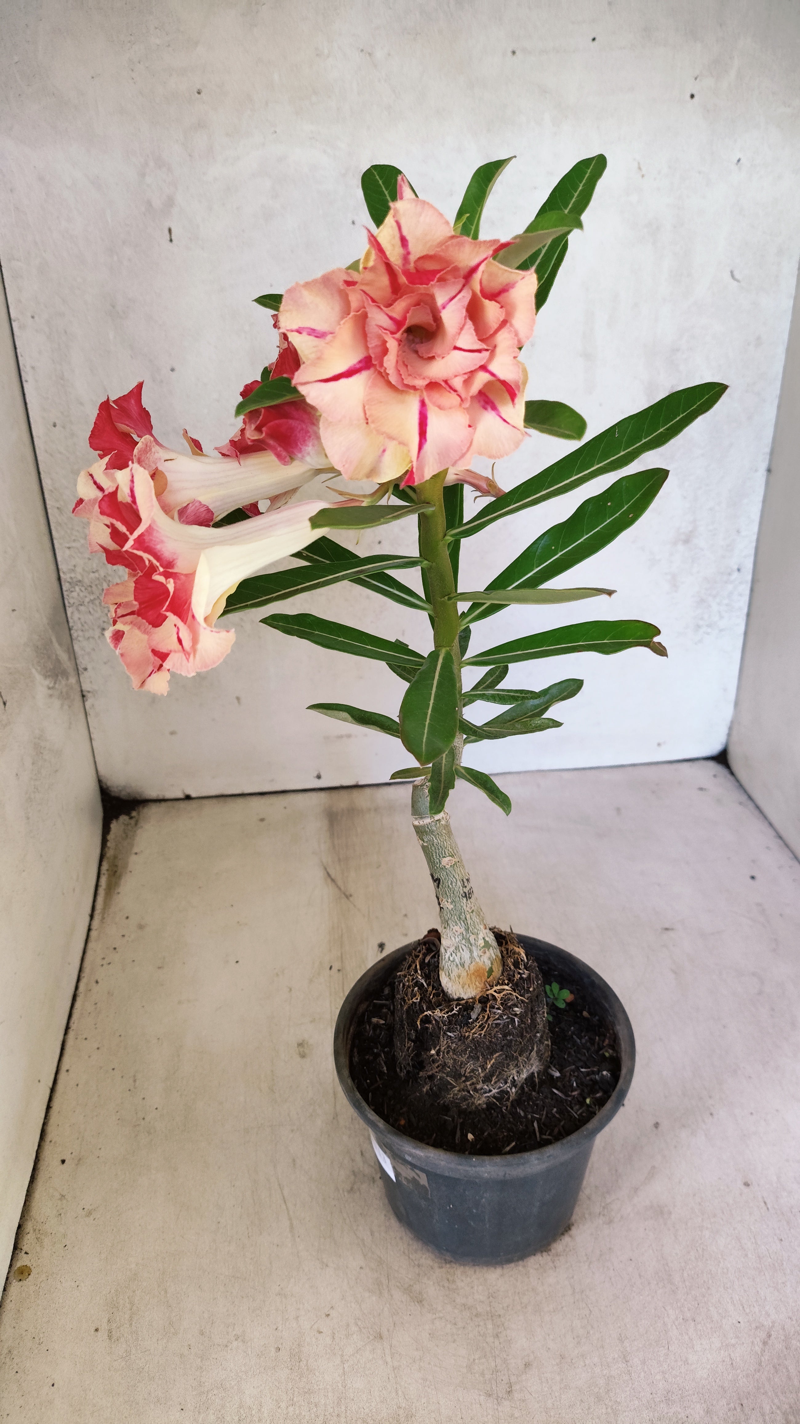 ENXERTO 12713 – 25cm (cor LM 987)