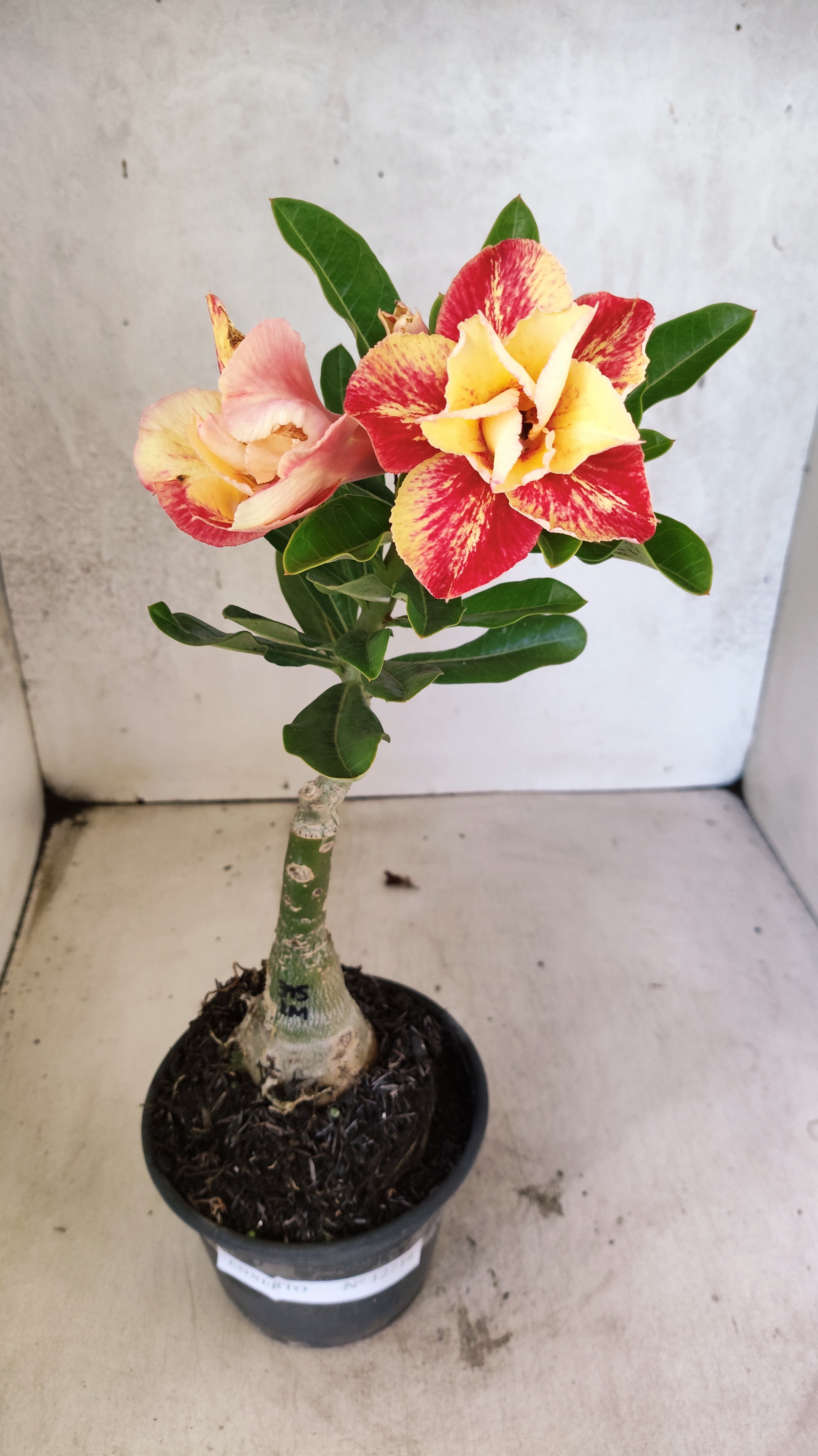 ENXERTO 12714 – 25cm (cor LM 395)