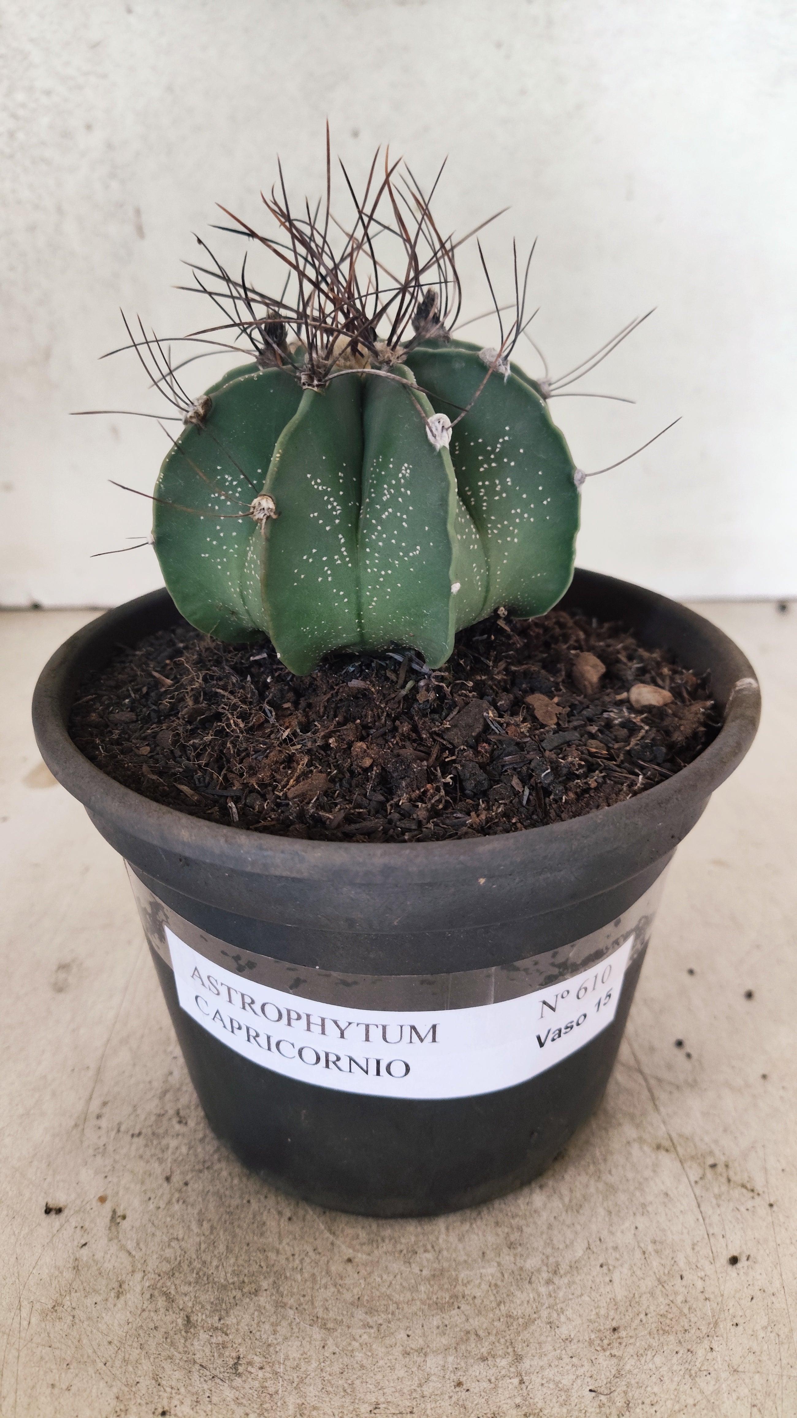 ASTROPHYTUM CAPRICÓRNIO Nº 610 – vaso 15