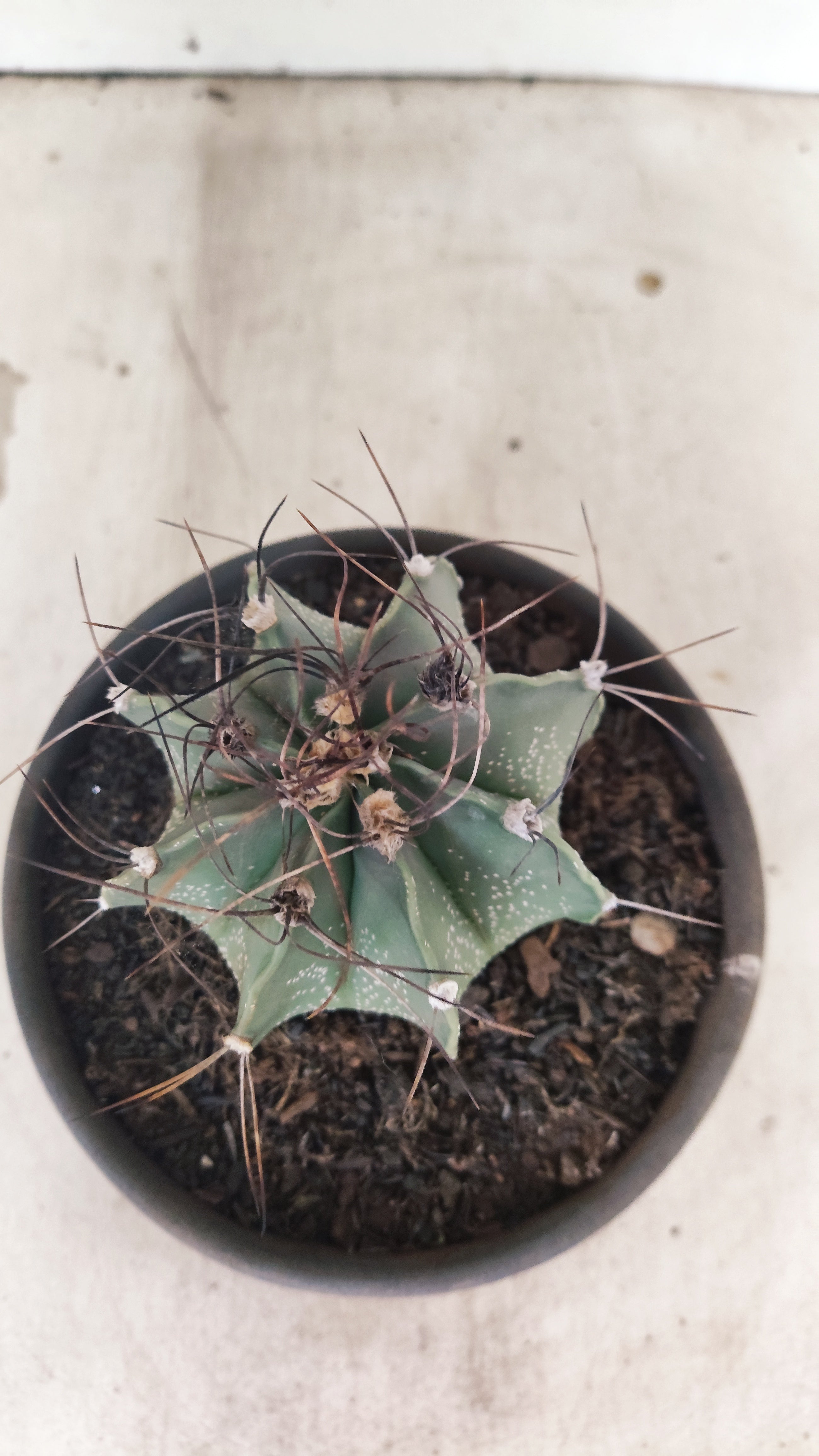 ASTROPHYTUM CAPRICÓRNIO Nº 610 – vaso 15