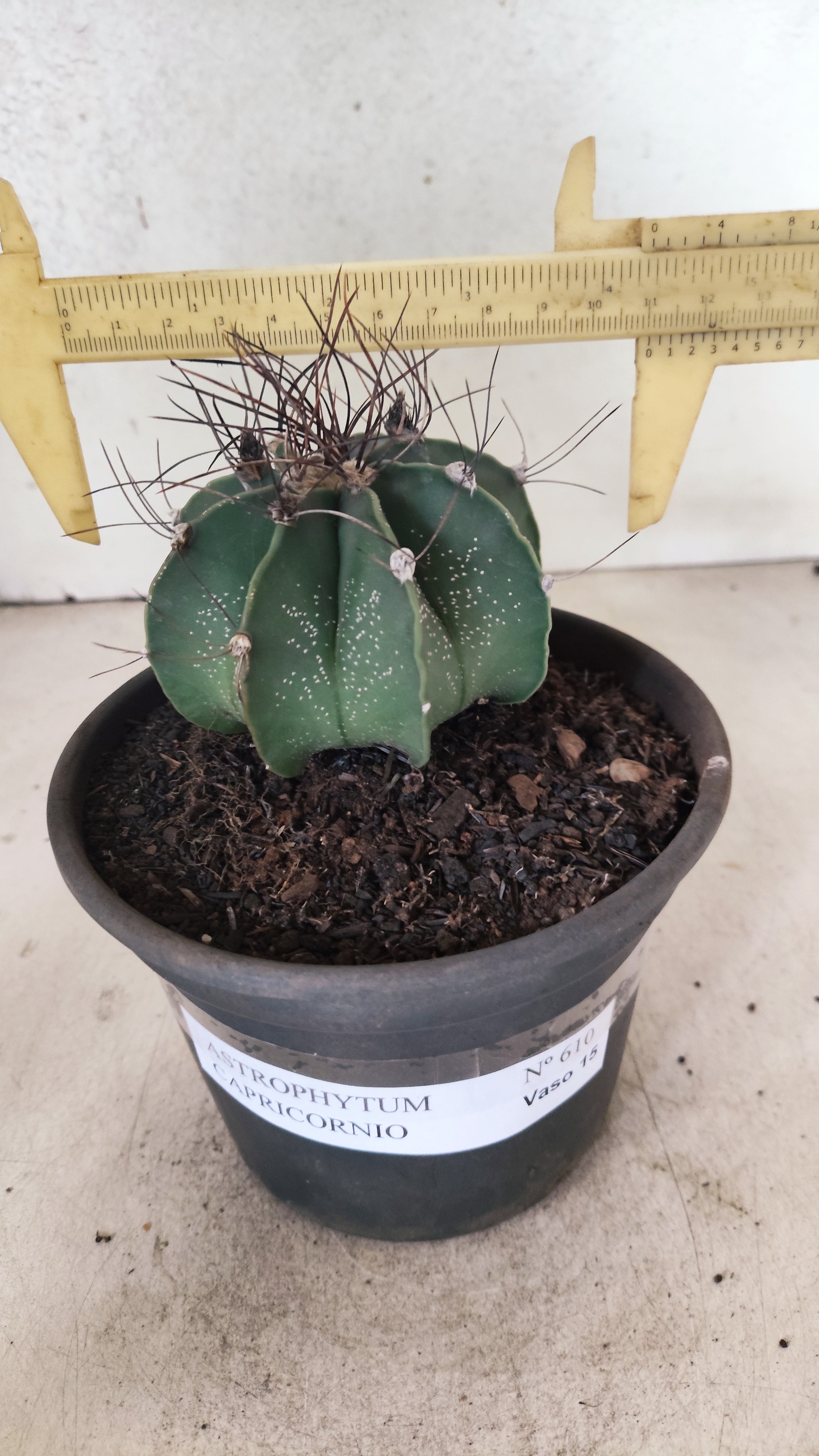 ASTROPHYTUM CAPRICÓRNIO Nº 610 – vaso 15