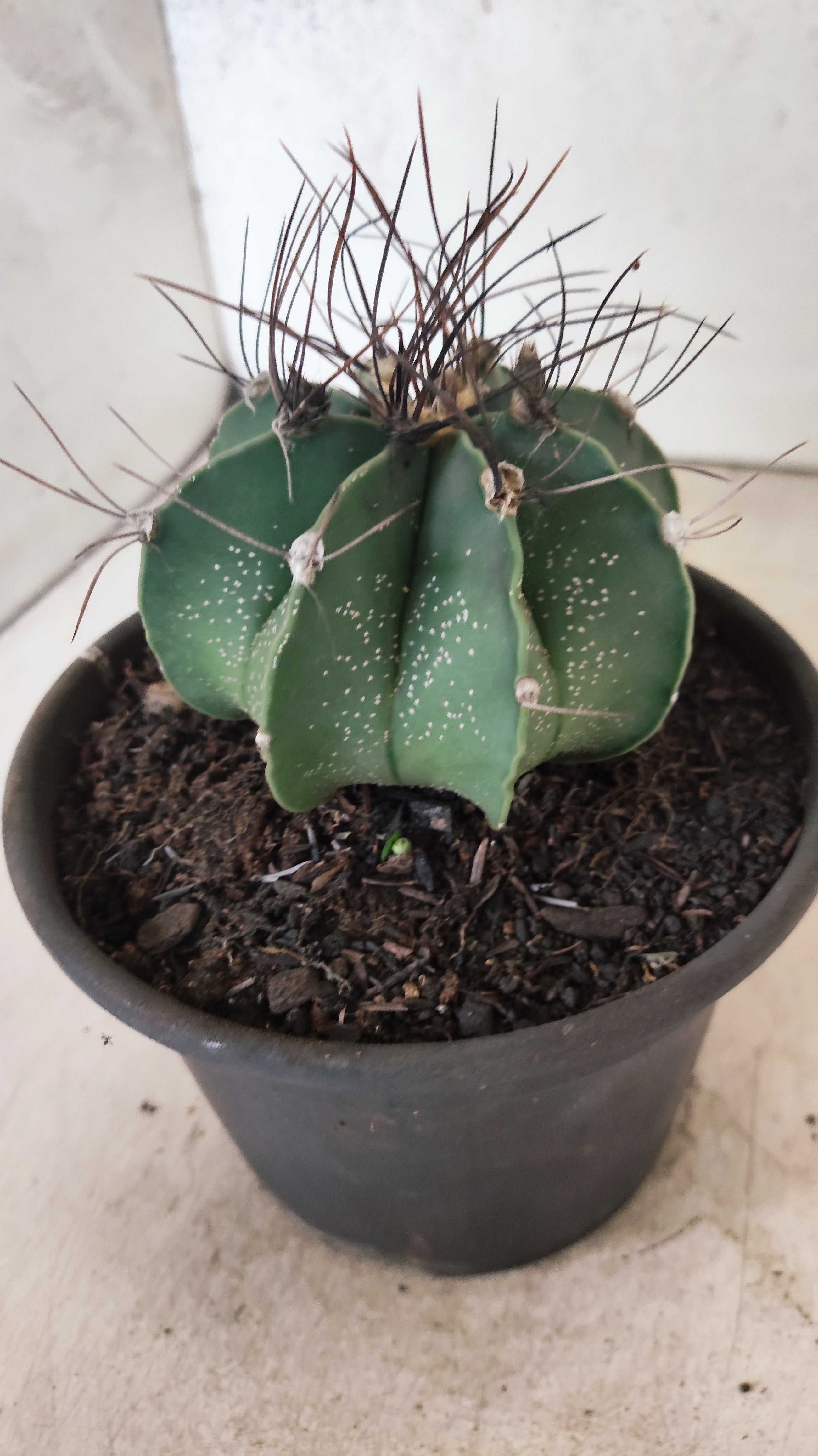 ASTROPHYTUM CAPRICÓRNIO Nº 610 – vaso 15