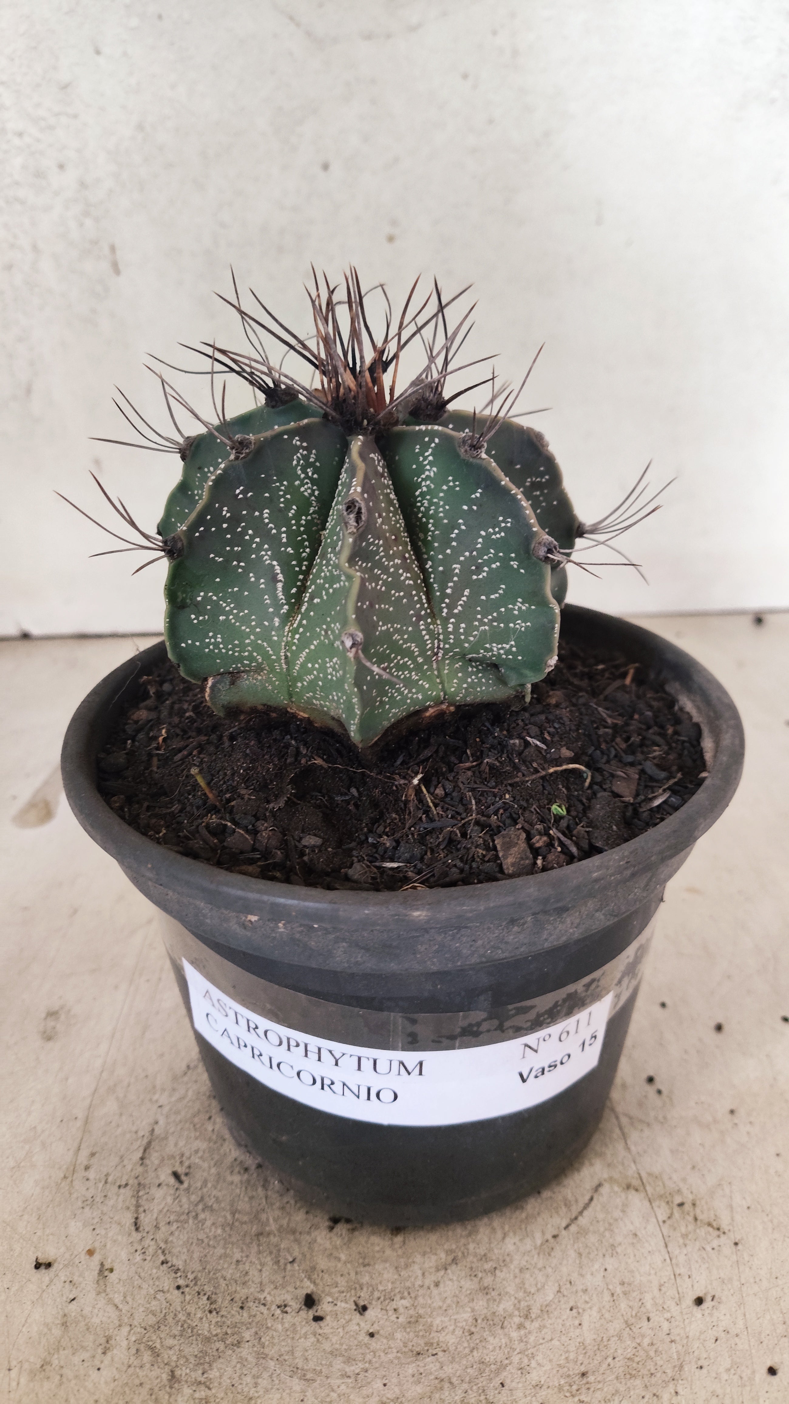 ASTROPHYTUM CAPRICÓRNIO Nº 611 – vaso 15