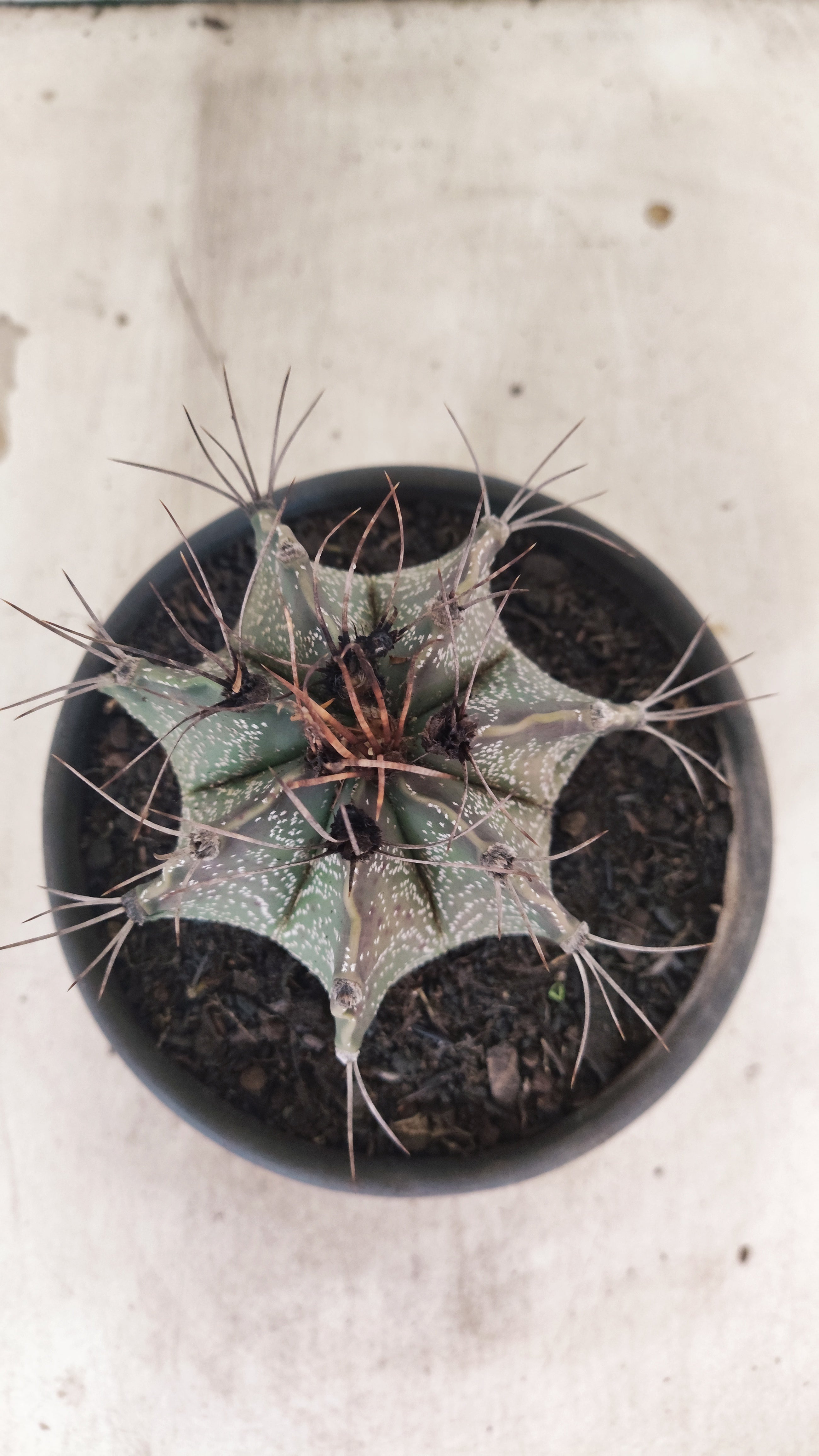 ASTROPHYTUM CAPRICÓRNIO Nº 611 – vaso 15