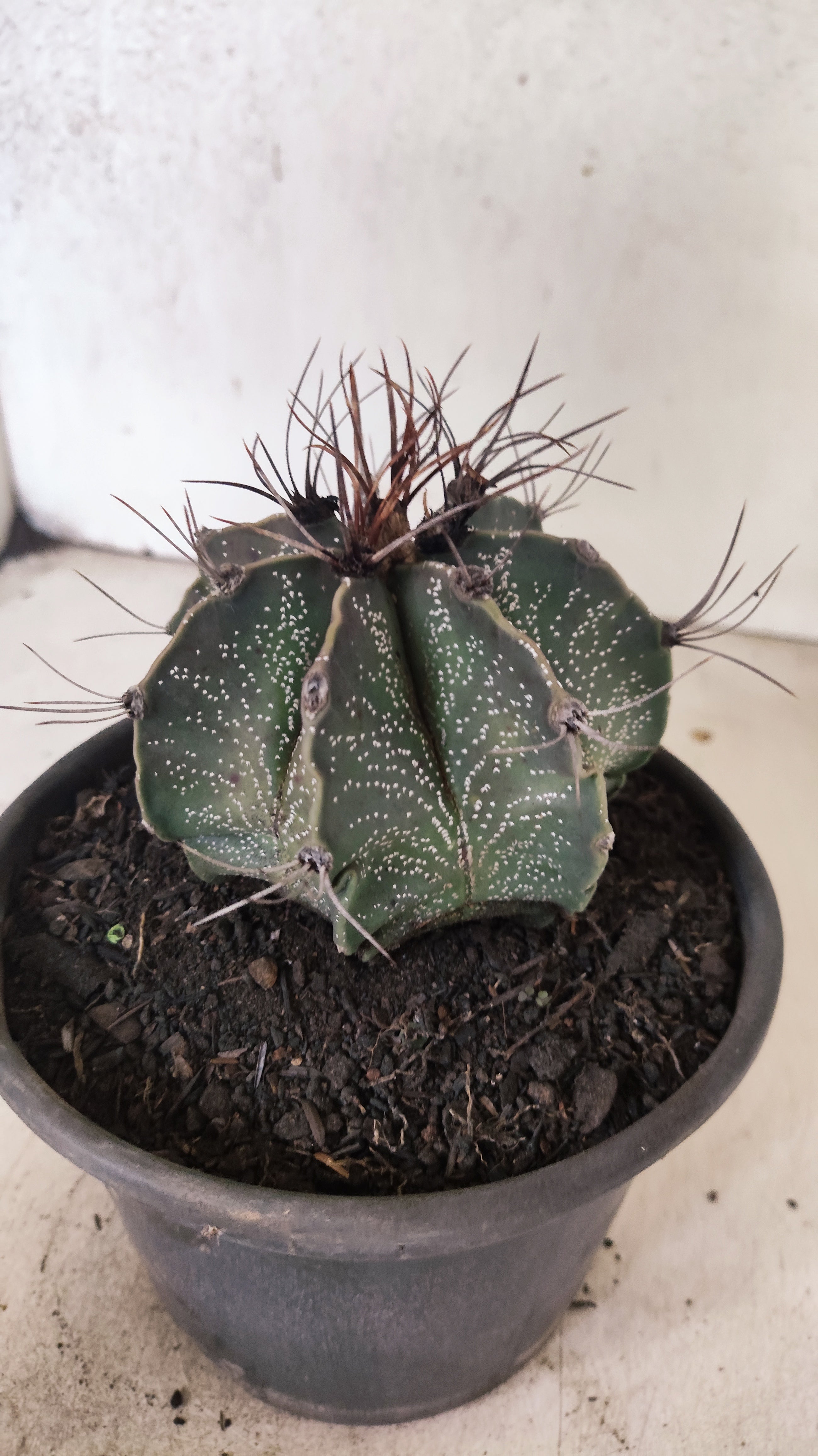 ASTROPHYTUM CAPRICÓRNIO Nº 611 – vaso 15