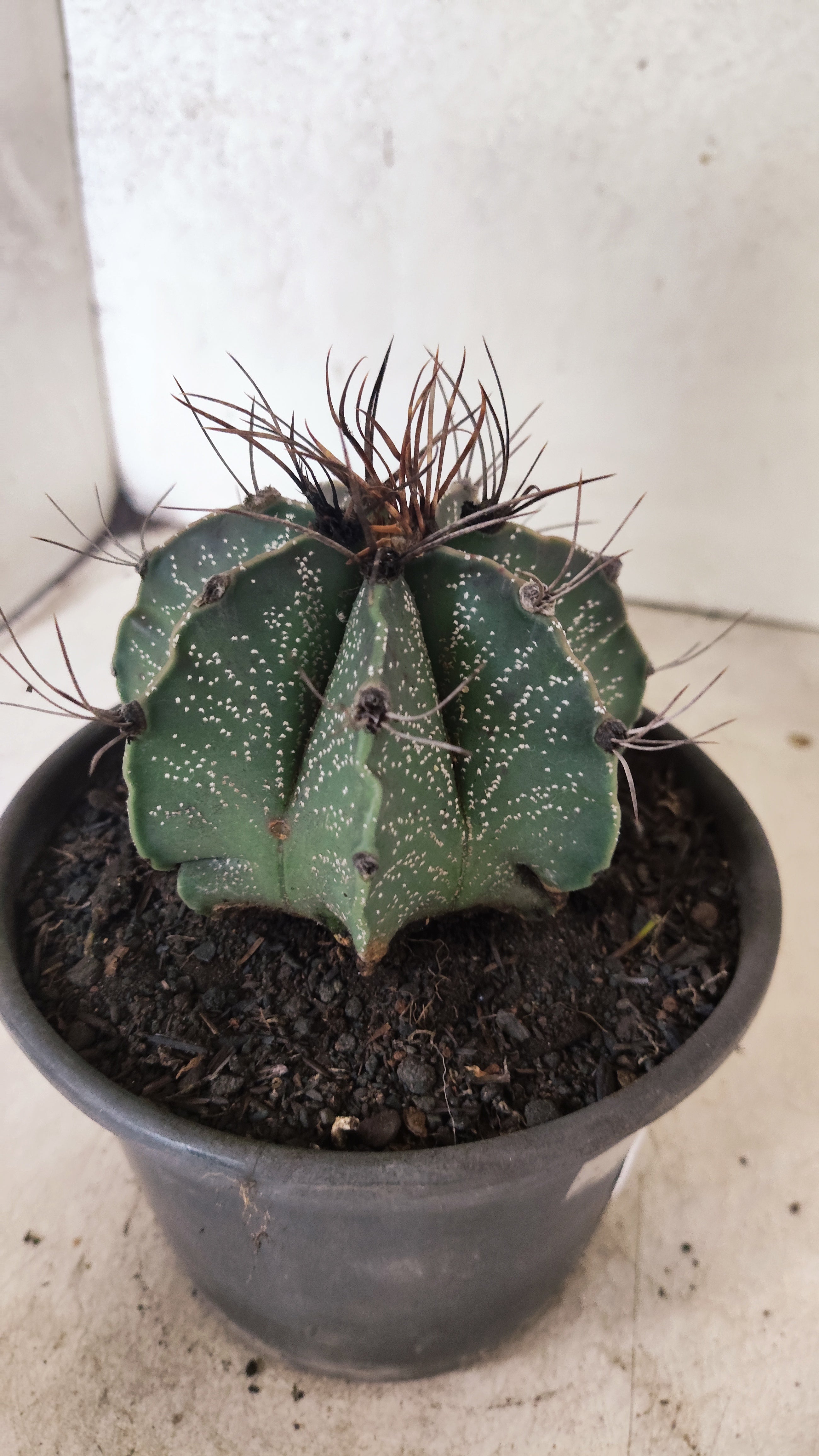 ASTROPHYTUM CAPRICÓRNIO Nº 611 – vaso 15