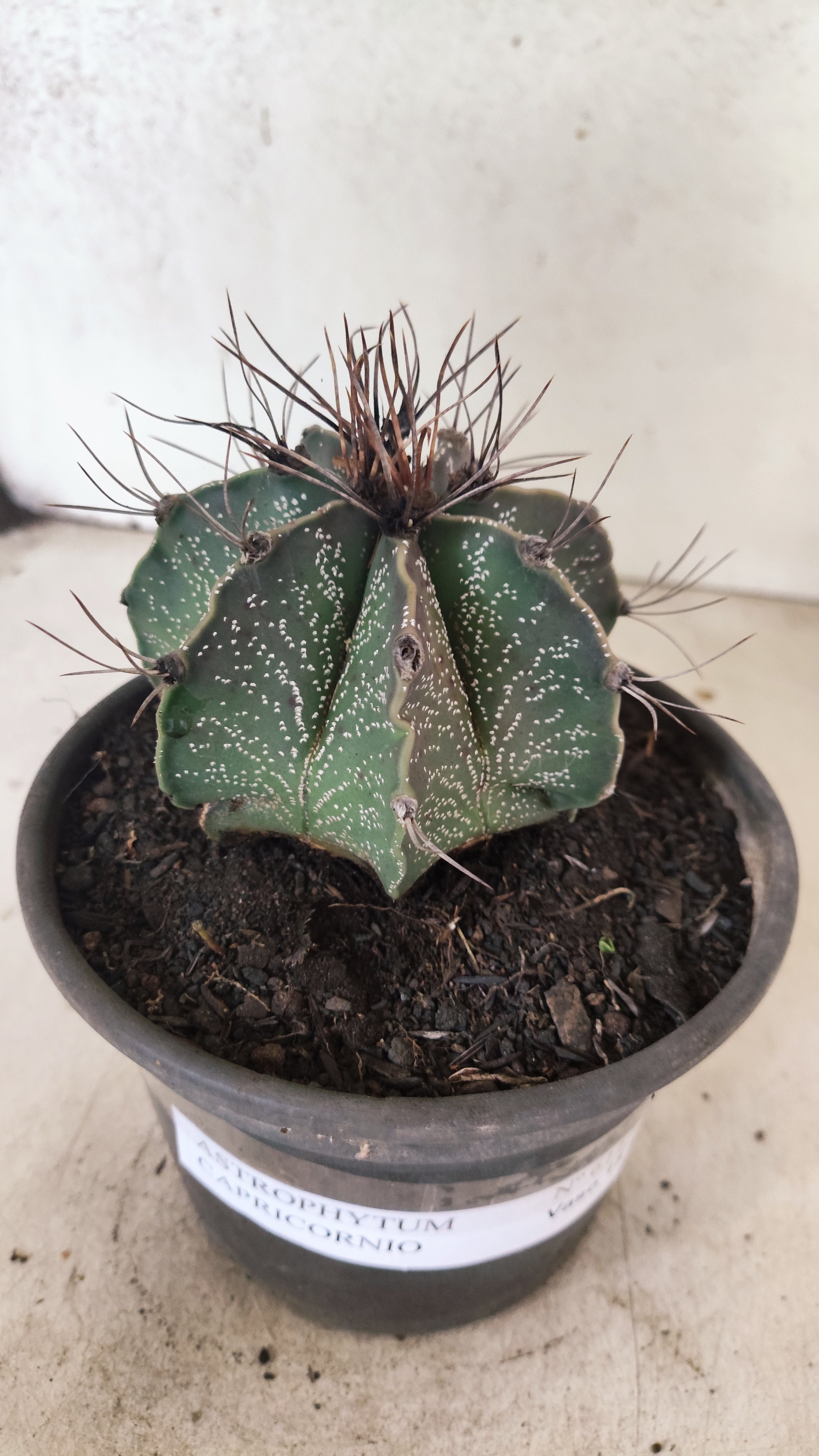 ASTROPHYTUM CAPRICÓRNIO Nº 611 – vaso 15