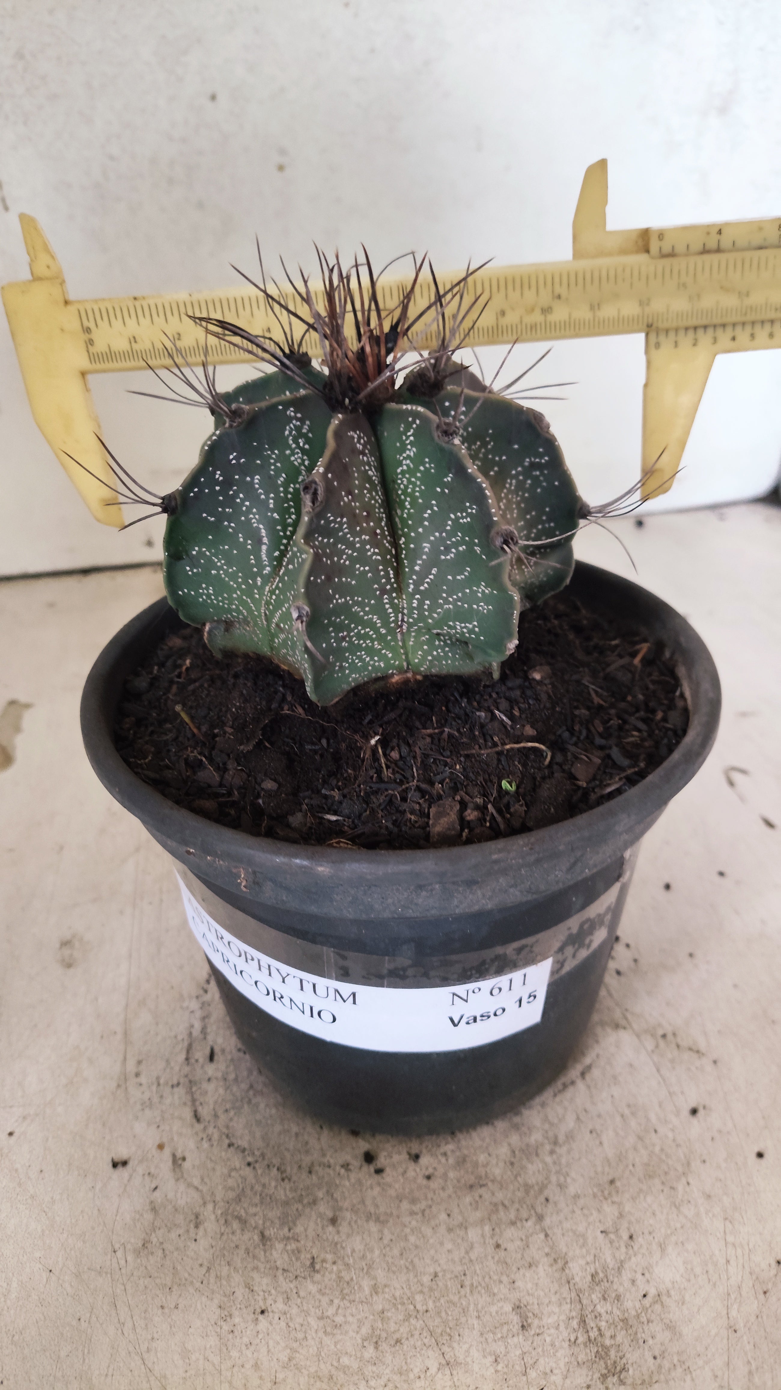 ASTROPHYTUM CAPRICÓRNIO Nº 611 – vaso 15
