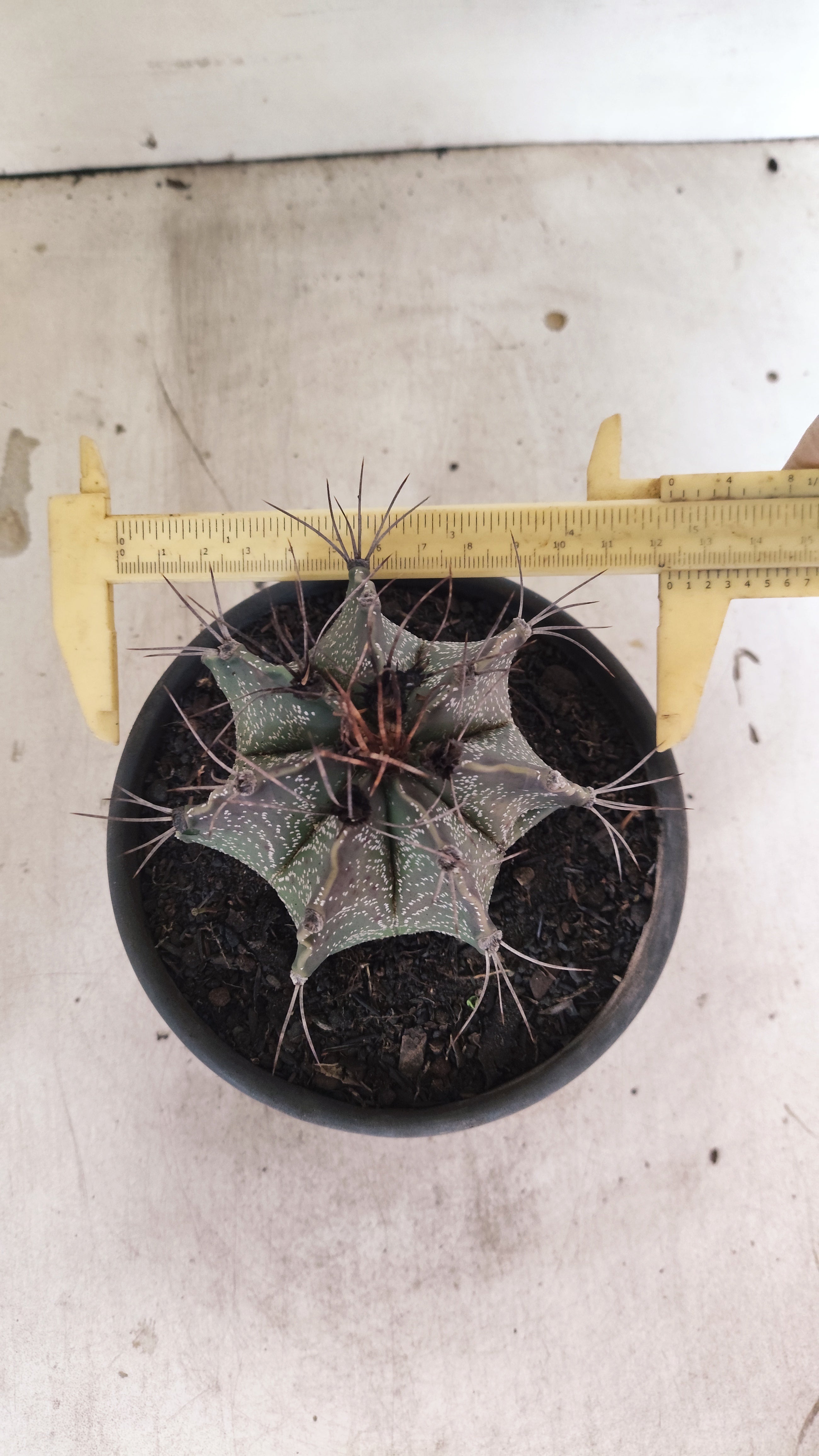 ASTROPHYTUM CAPRICÓRNIO Nº 611 – vaso 15