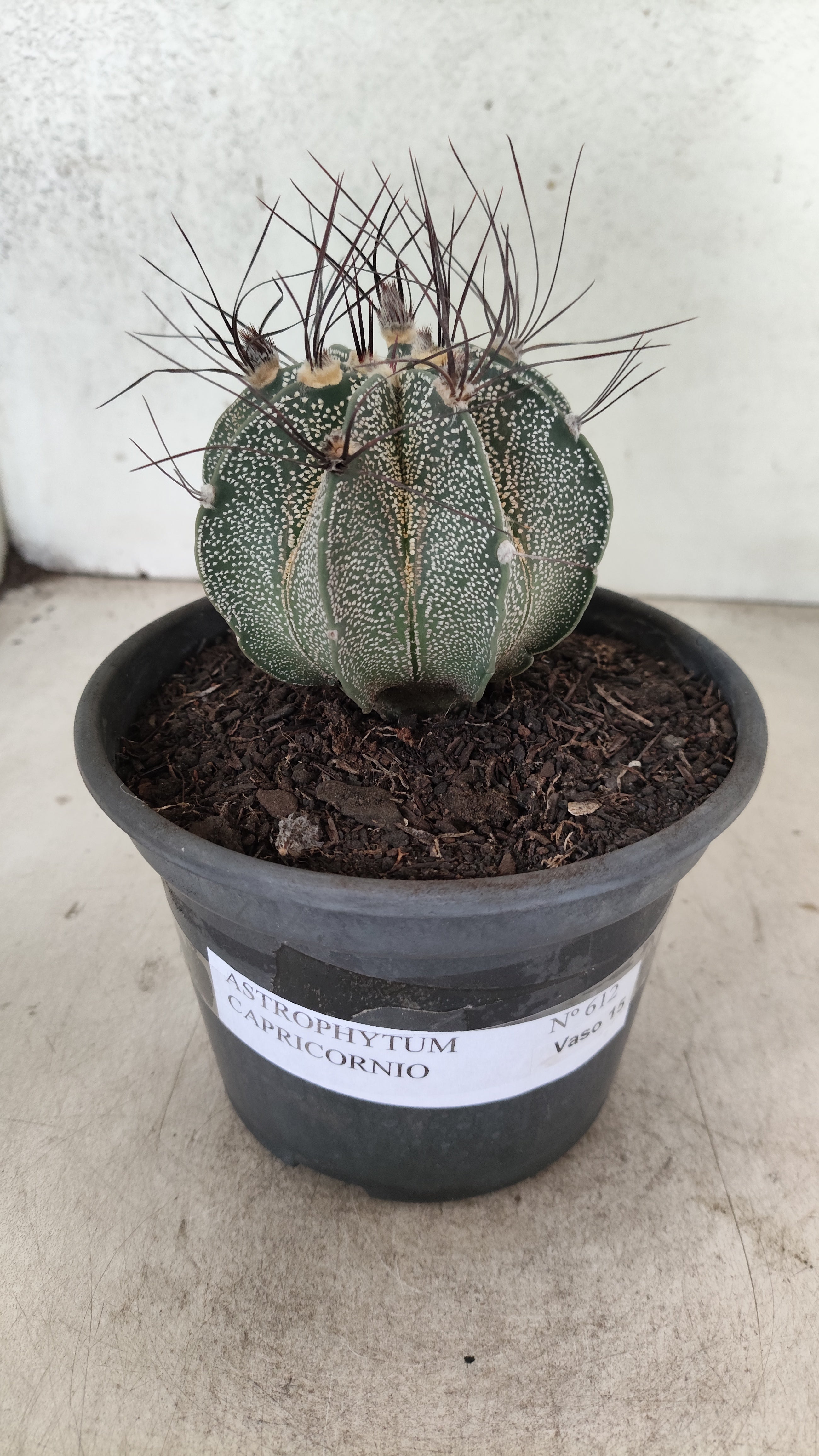 ASTROPHYTUM CAPRICÓRNIO Nº 612 – vaso 15