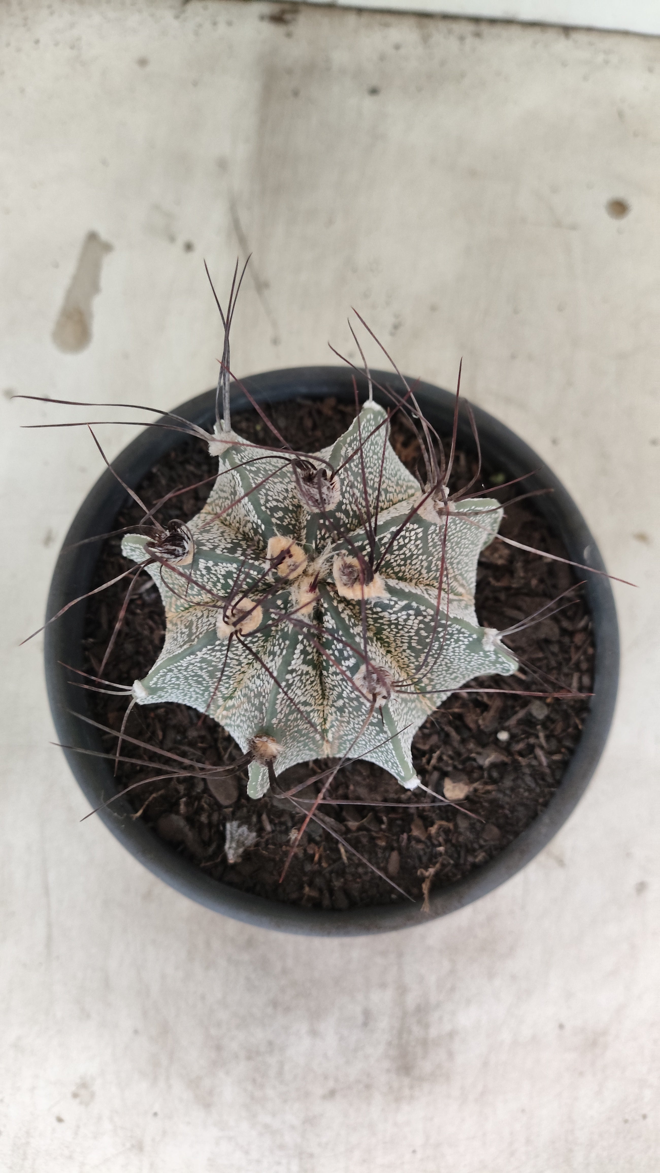 ASTROPHYTUM CAPRICÓRNIO Nº 612 – vaso 15