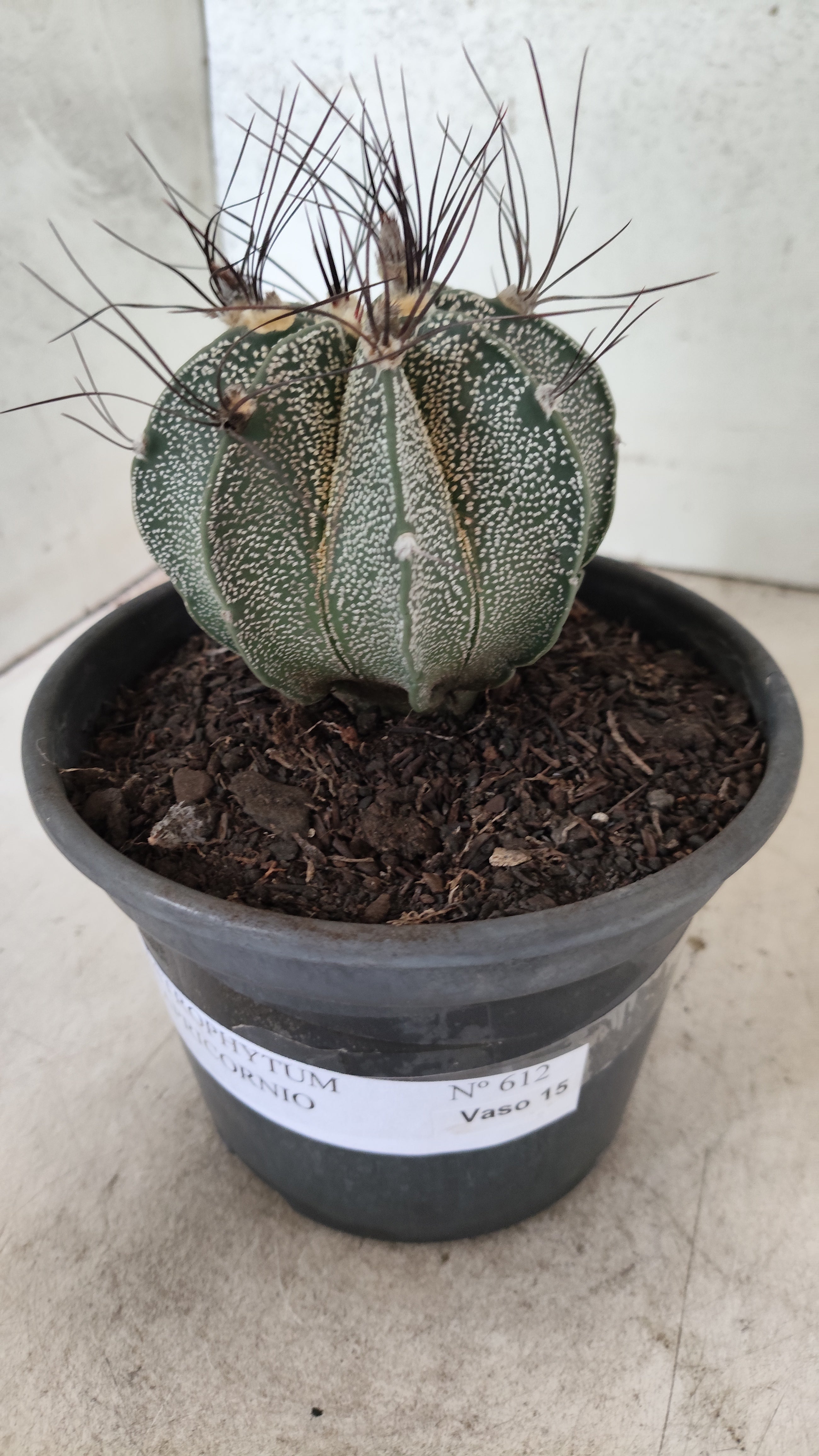ASTROPHYTUM CAPRICÓRNIO Nº 612 – vaso 15