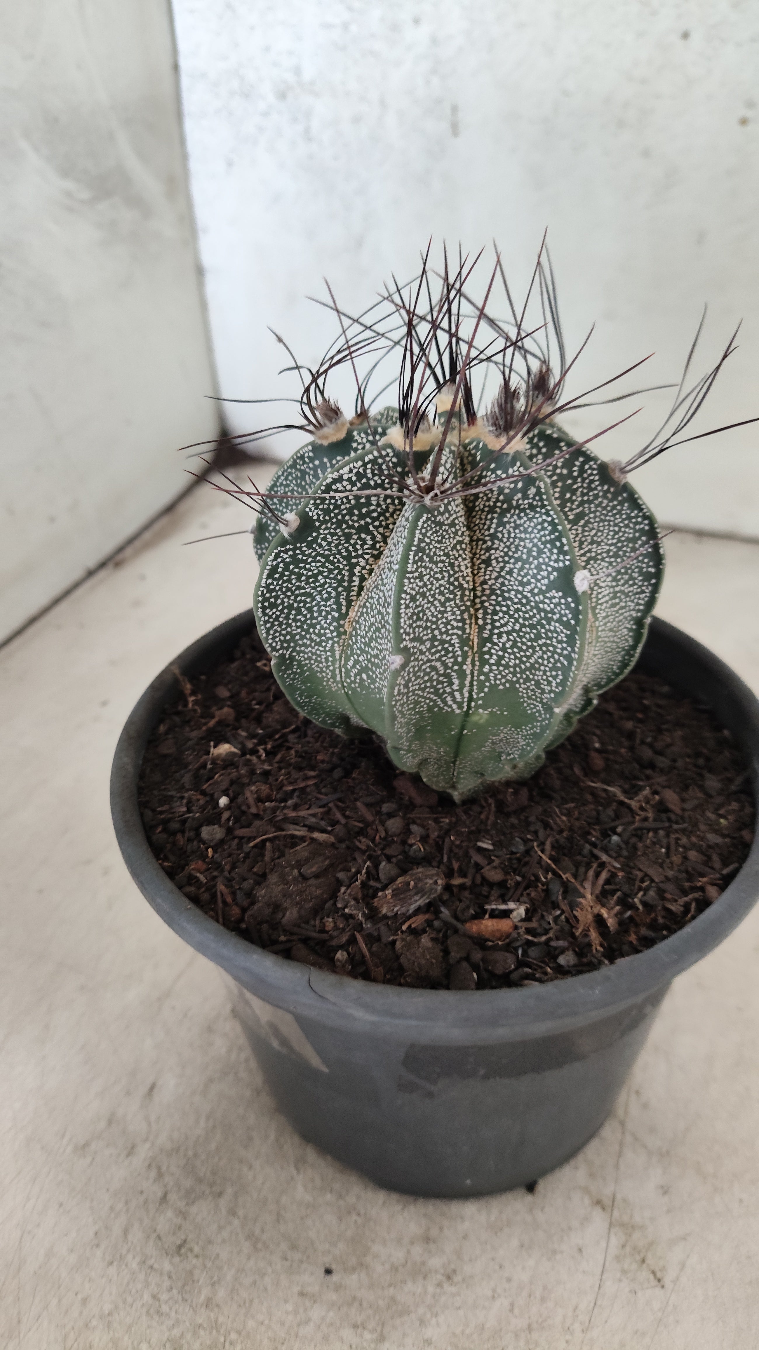 ASTROPHYTUM CAPRICÓRNIO Nº 612 – vaso 15