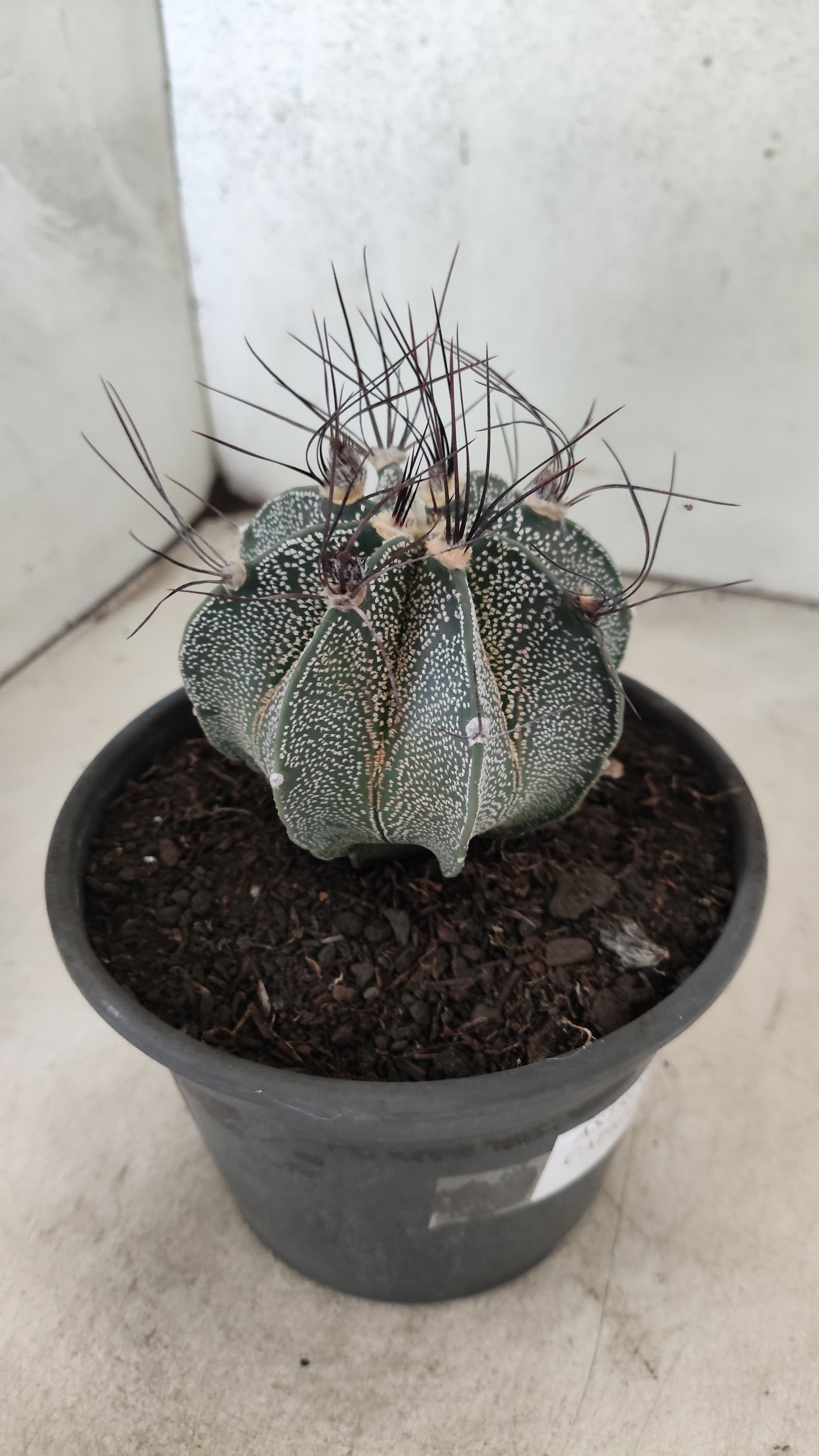 ASTROPHYTUM CAPRICÓRNIO Nº 612 – vaso 15