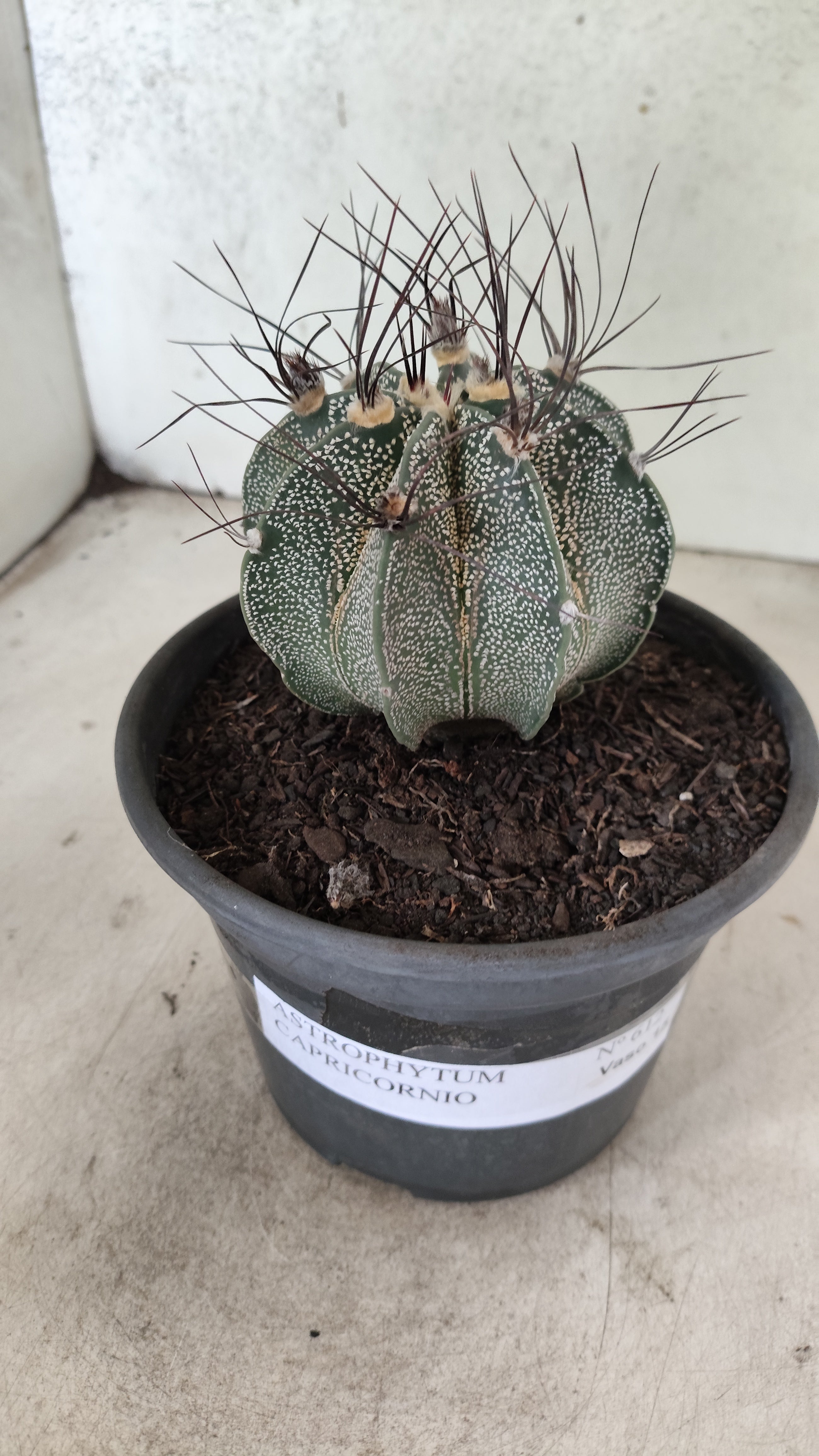ASTROPHYTUM CAPRICÓRNIO Nº 612 – vaso 15