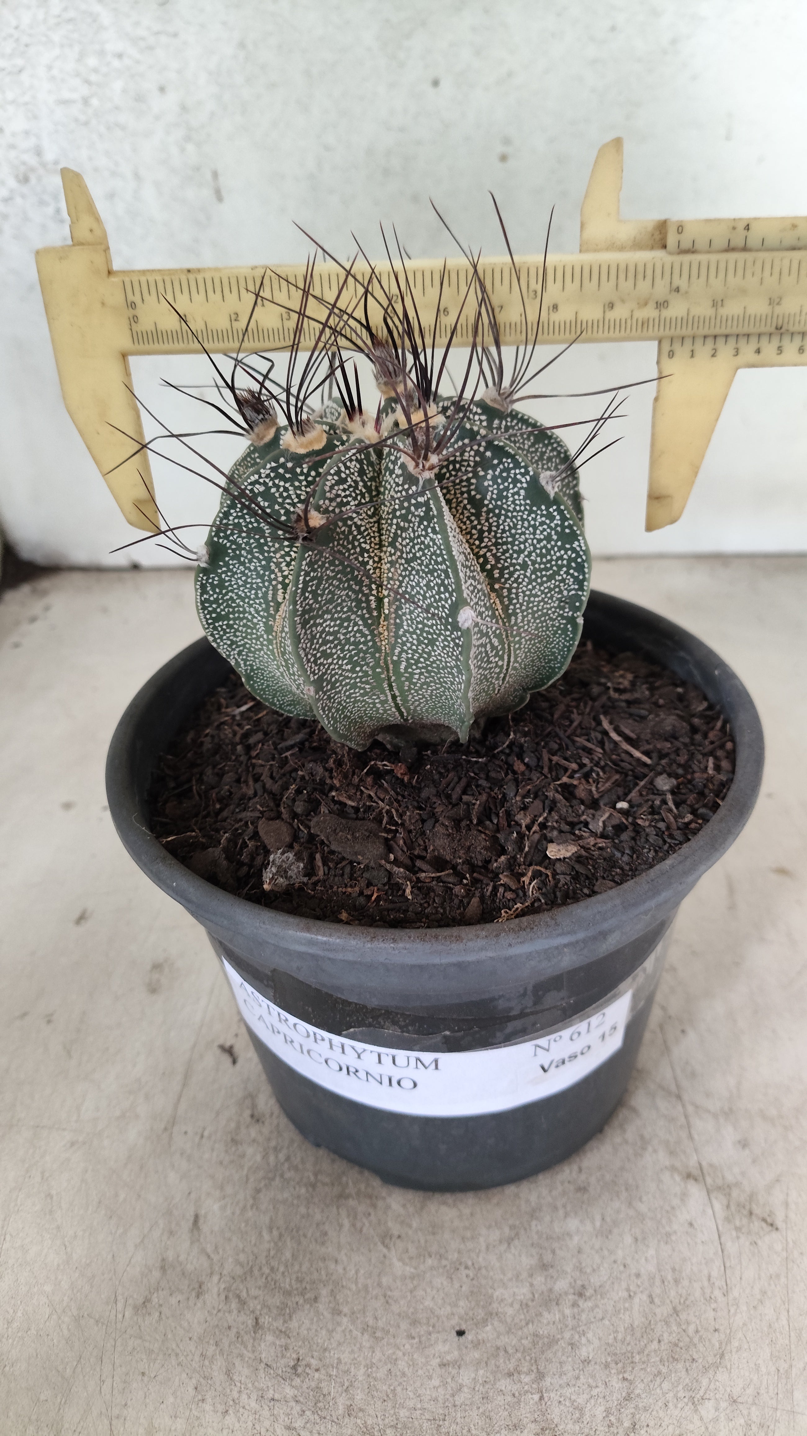 ASTROPHYTUM CAPRICÓRNIO Nº 612 – vaso 15