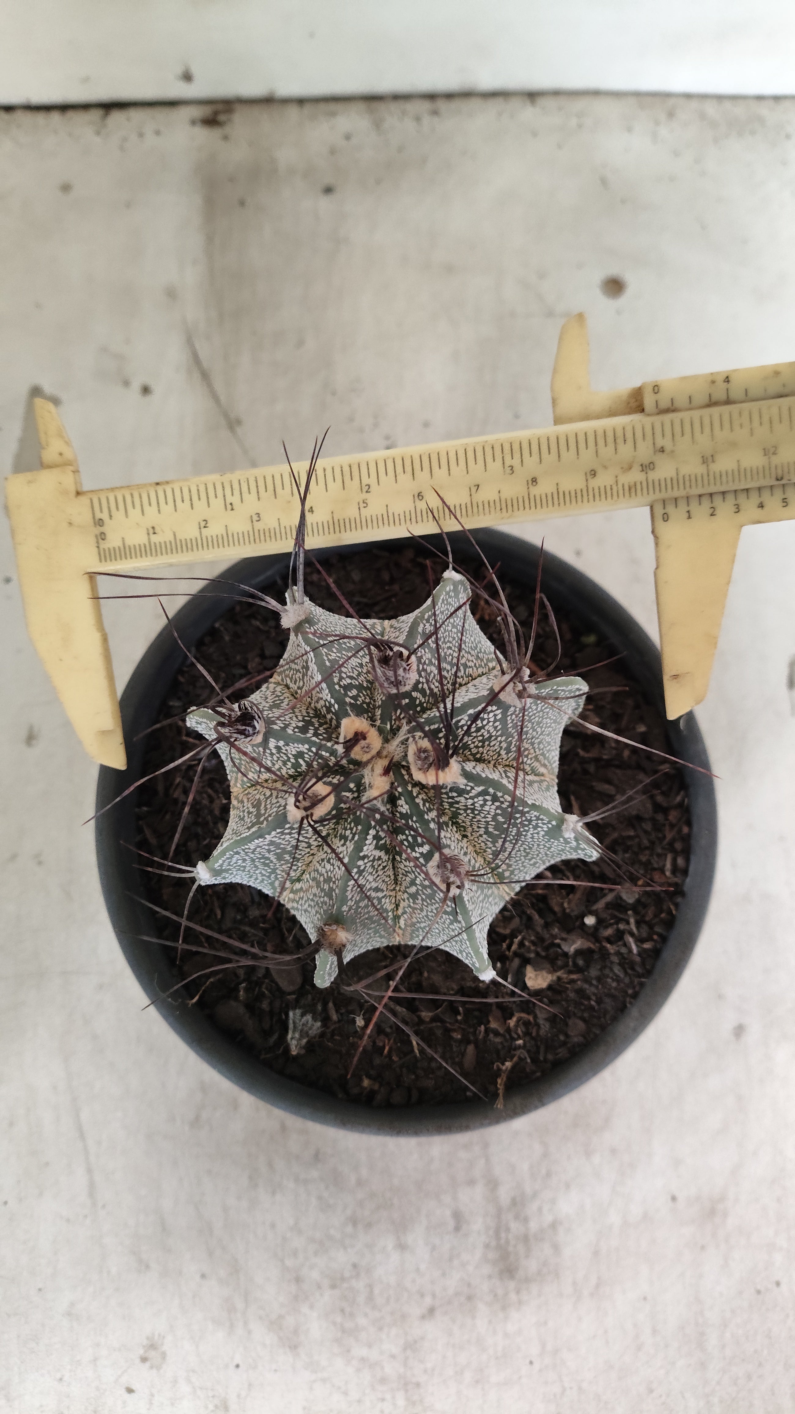 ASTROPHYTUM CAPRICÓRNIO Nº 612 – vaso 15