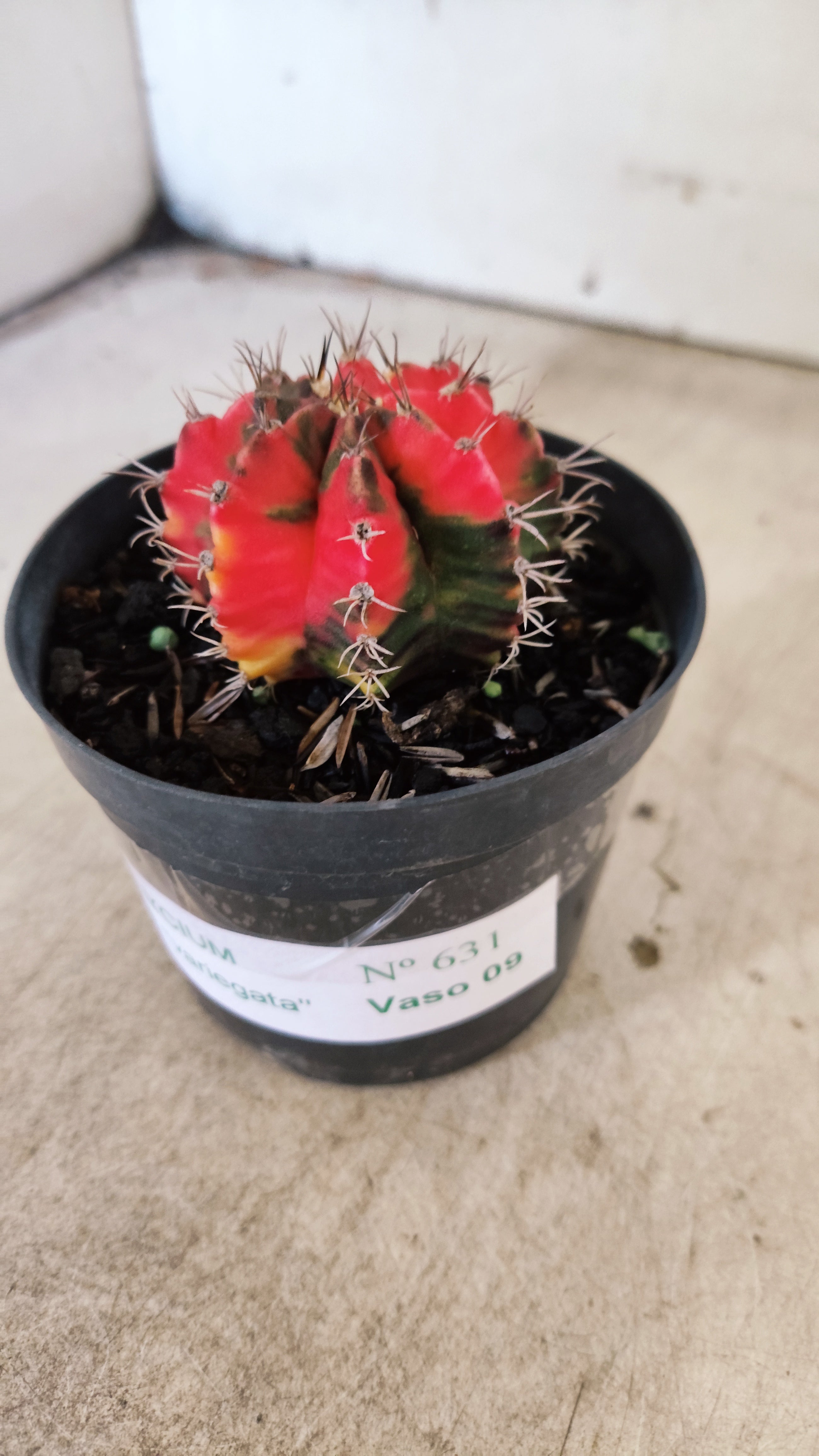GYMNOCALYCIUM Mihanovichii Nº 632 – vaso 11