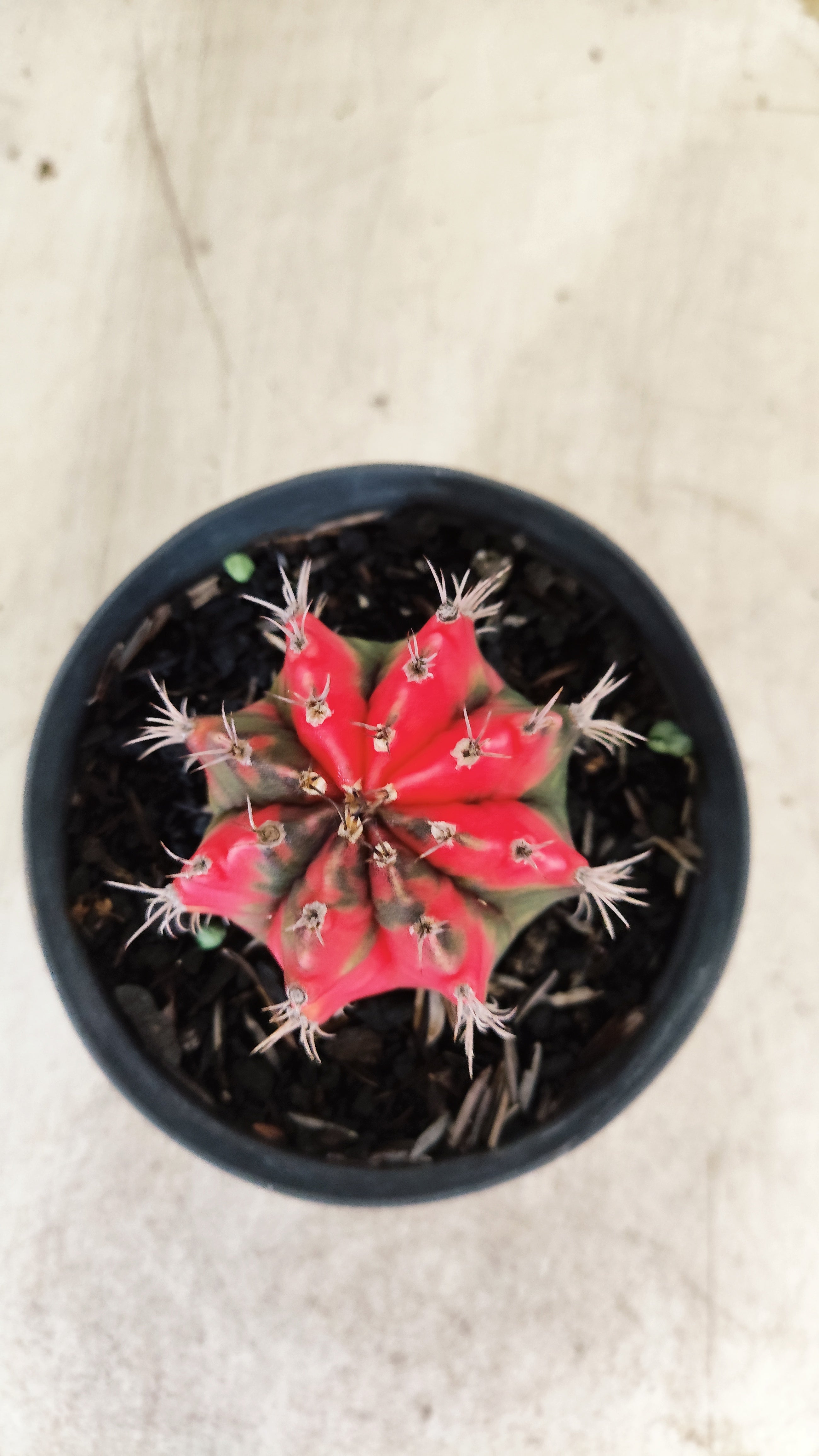 GYMNOCALYCIUM Mihanovichii Nº 631 – vaso 11