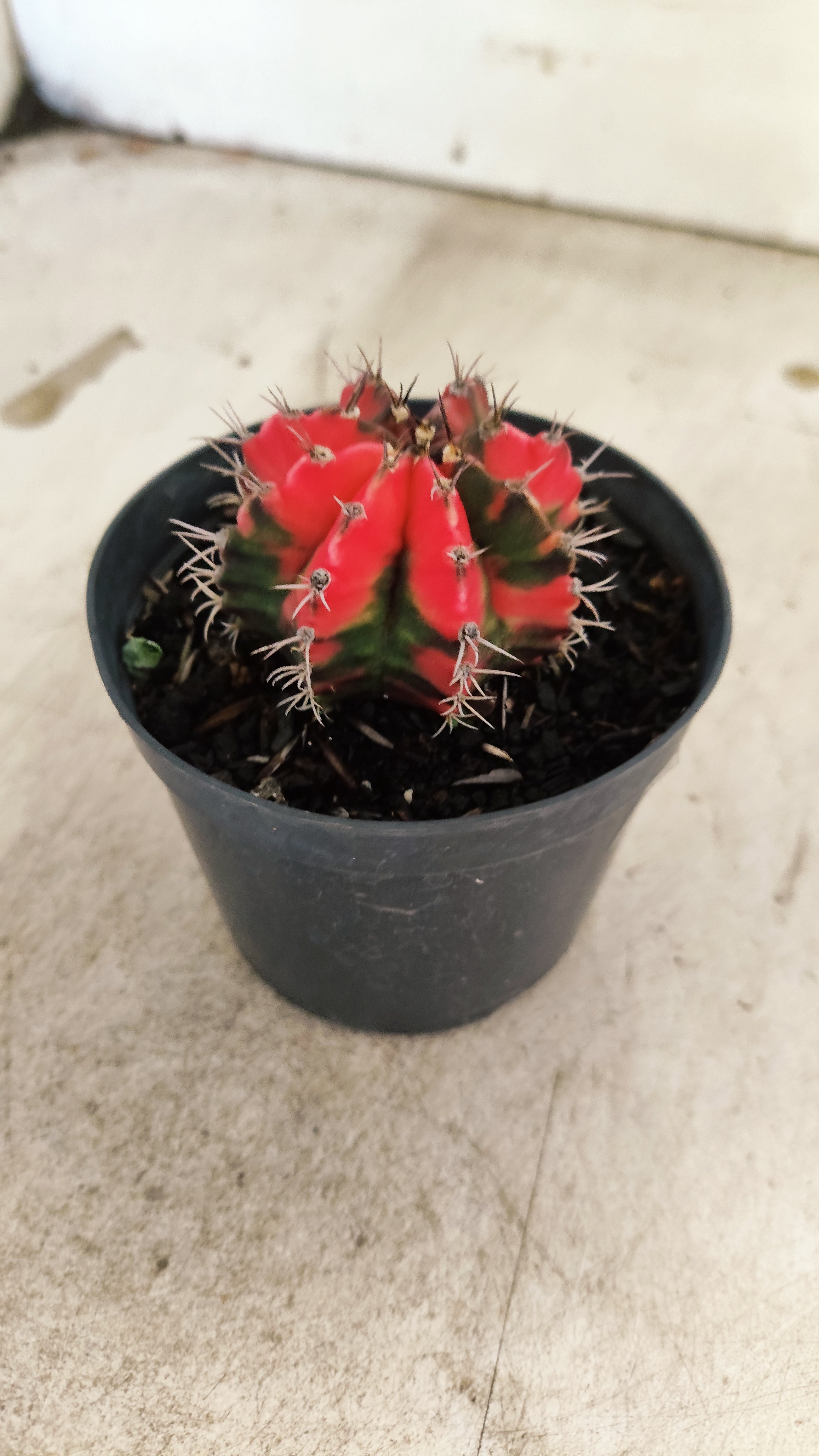 GYMNOCALYCIUM Mihanovichii Nº 631 – vaso 11