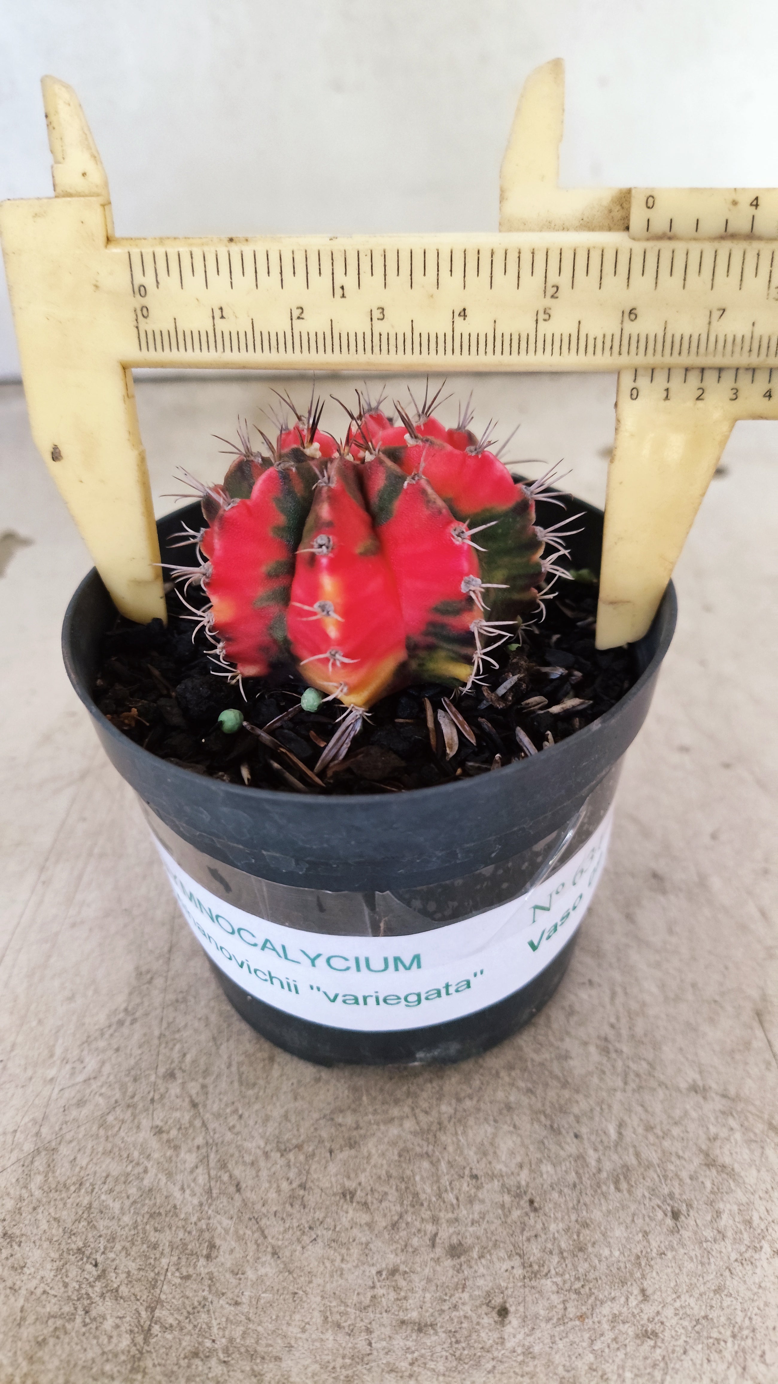 GYMNOCALYCIUM Mihanovichii Nº 631 – vaso 11
