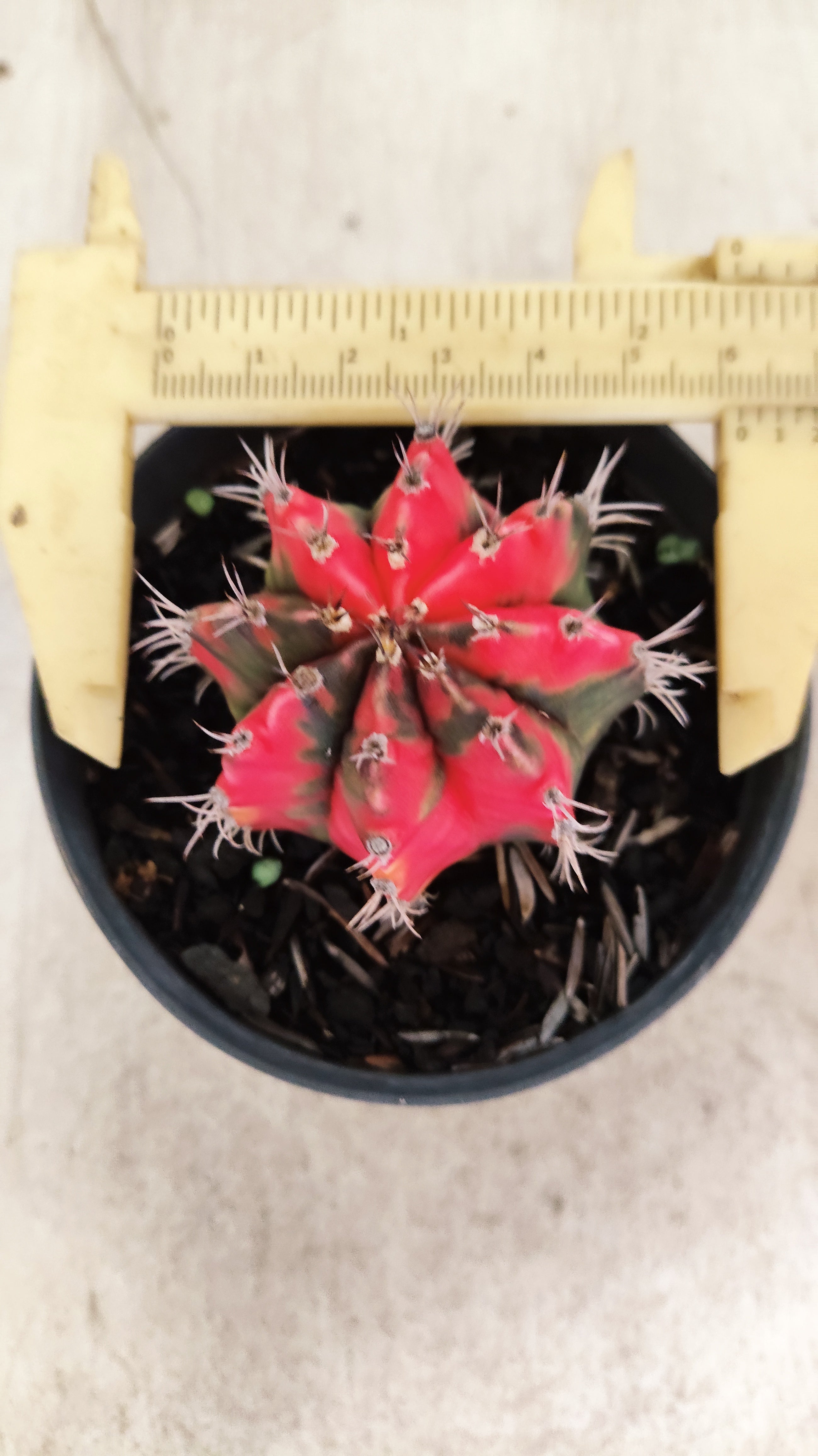 GYMNOCALYCIUM Mihanovichii Nº 631 – vaso 11