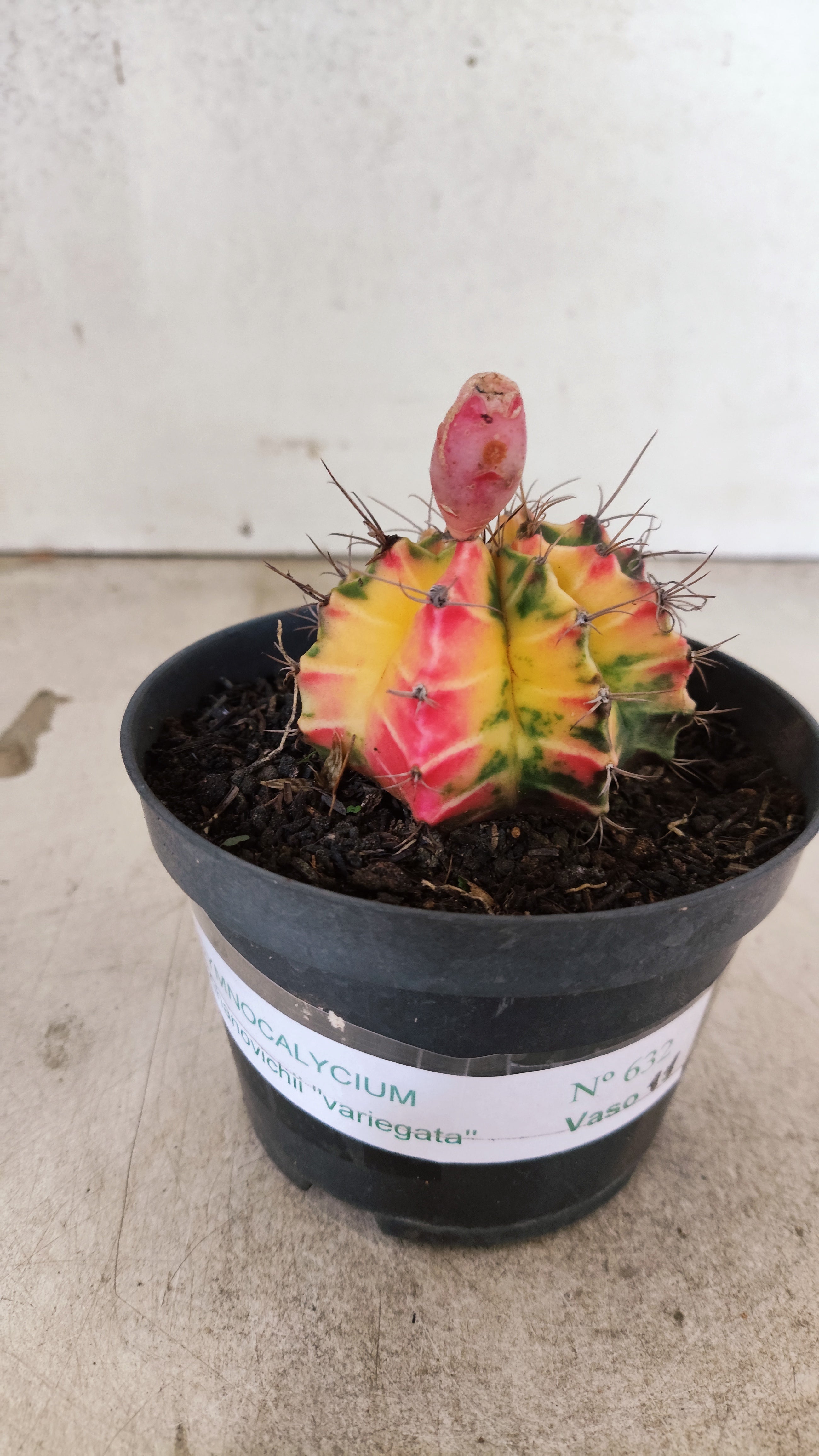 GYMNOCALYCIUM Mihanovichii Nº 632 – vaso 11