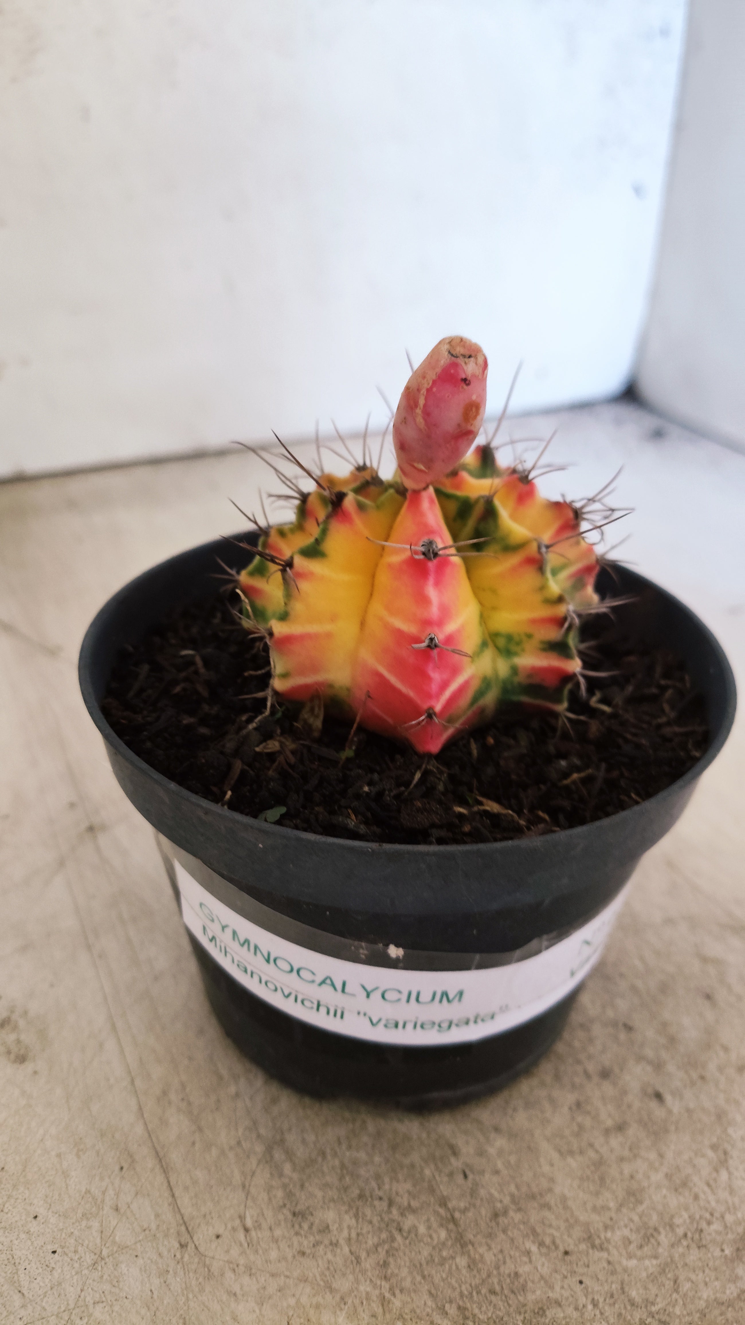 GYMNOCALYCIUM Mihanovichii Nº 632 – vaso 11