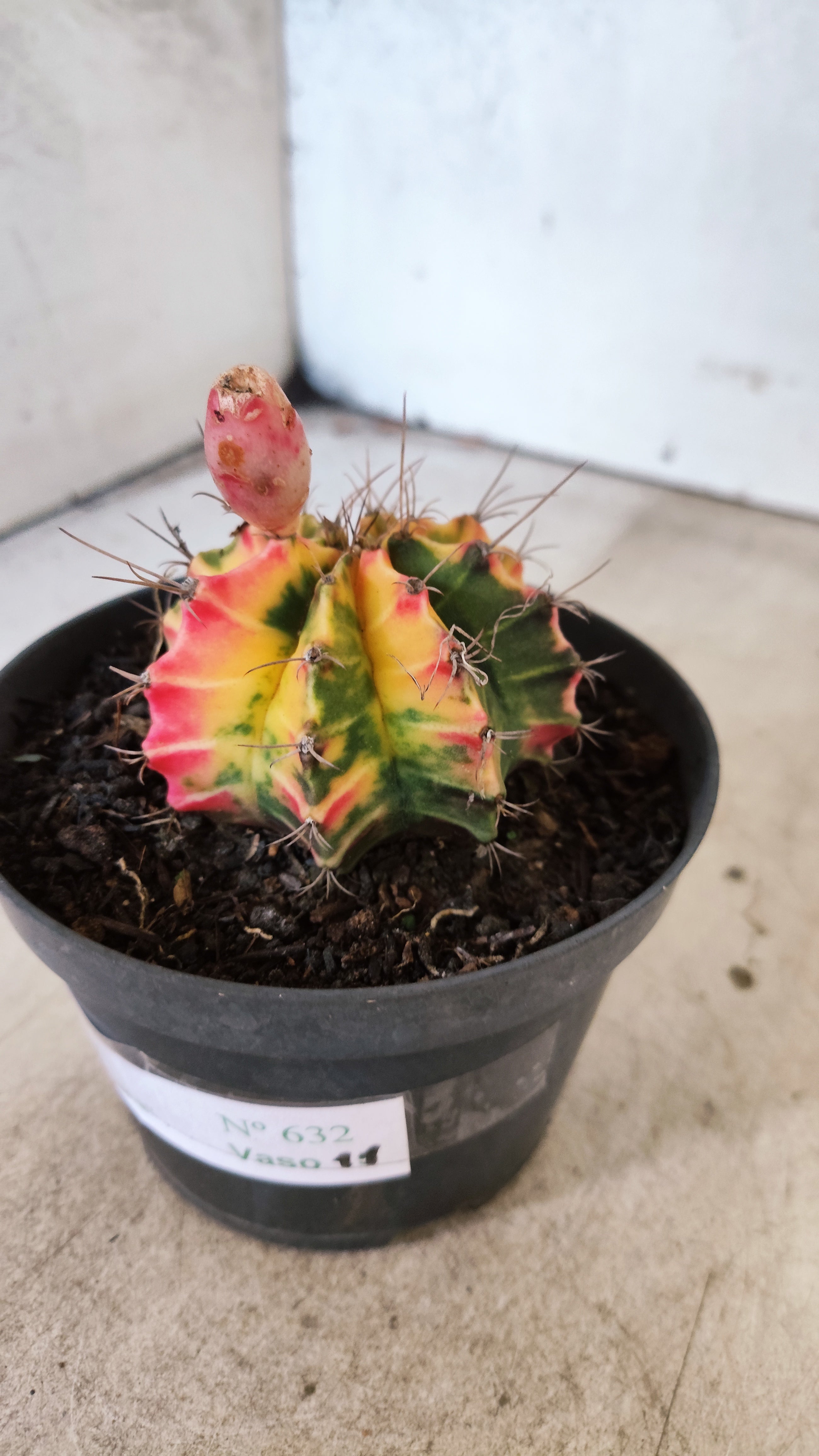 GYMNOCALYCIUM Mihanovichii Nº 632 – vaso 11