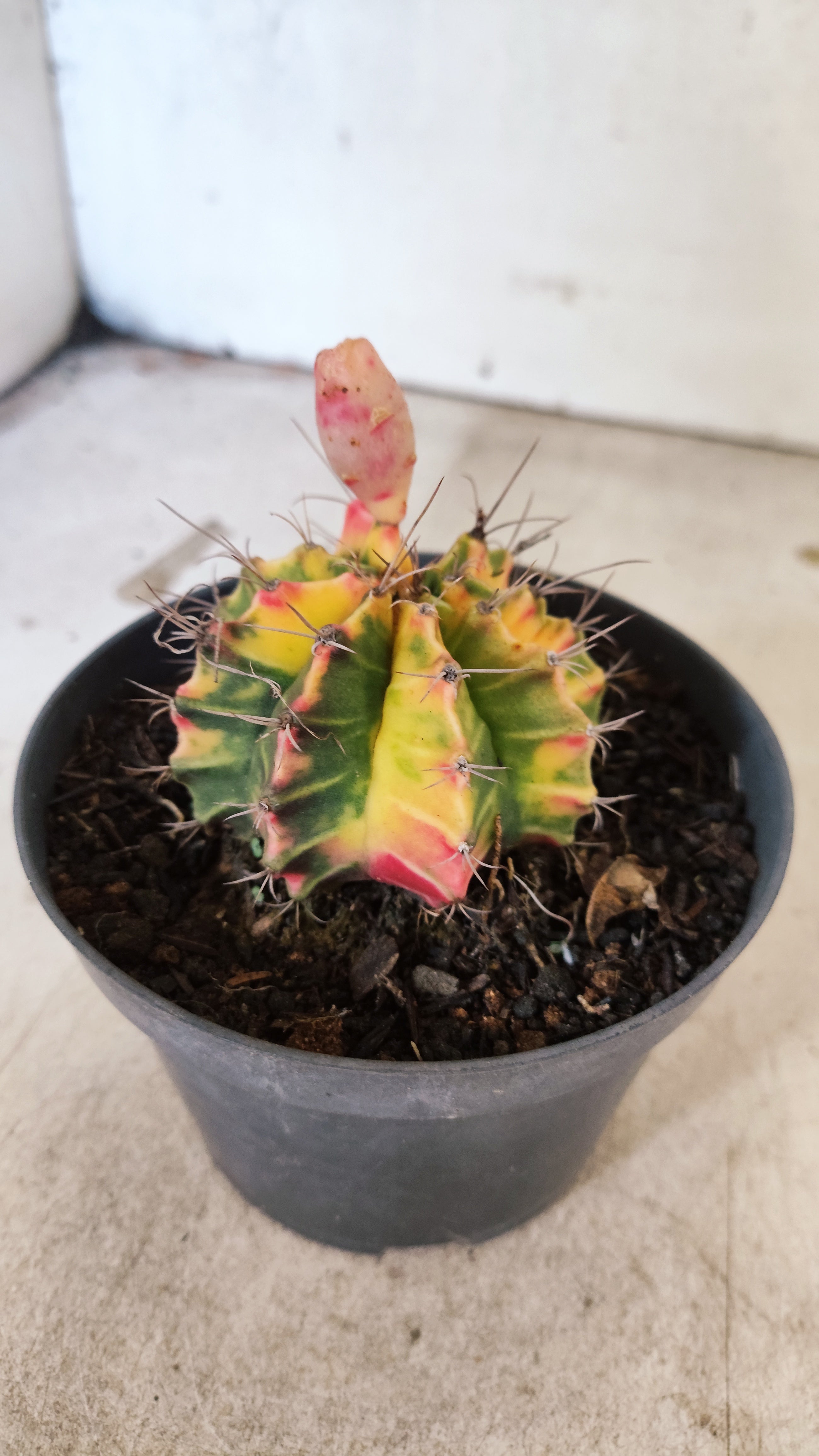 GYMNOCALYCIUM Mihanovichii Nº 632 – vaso 11