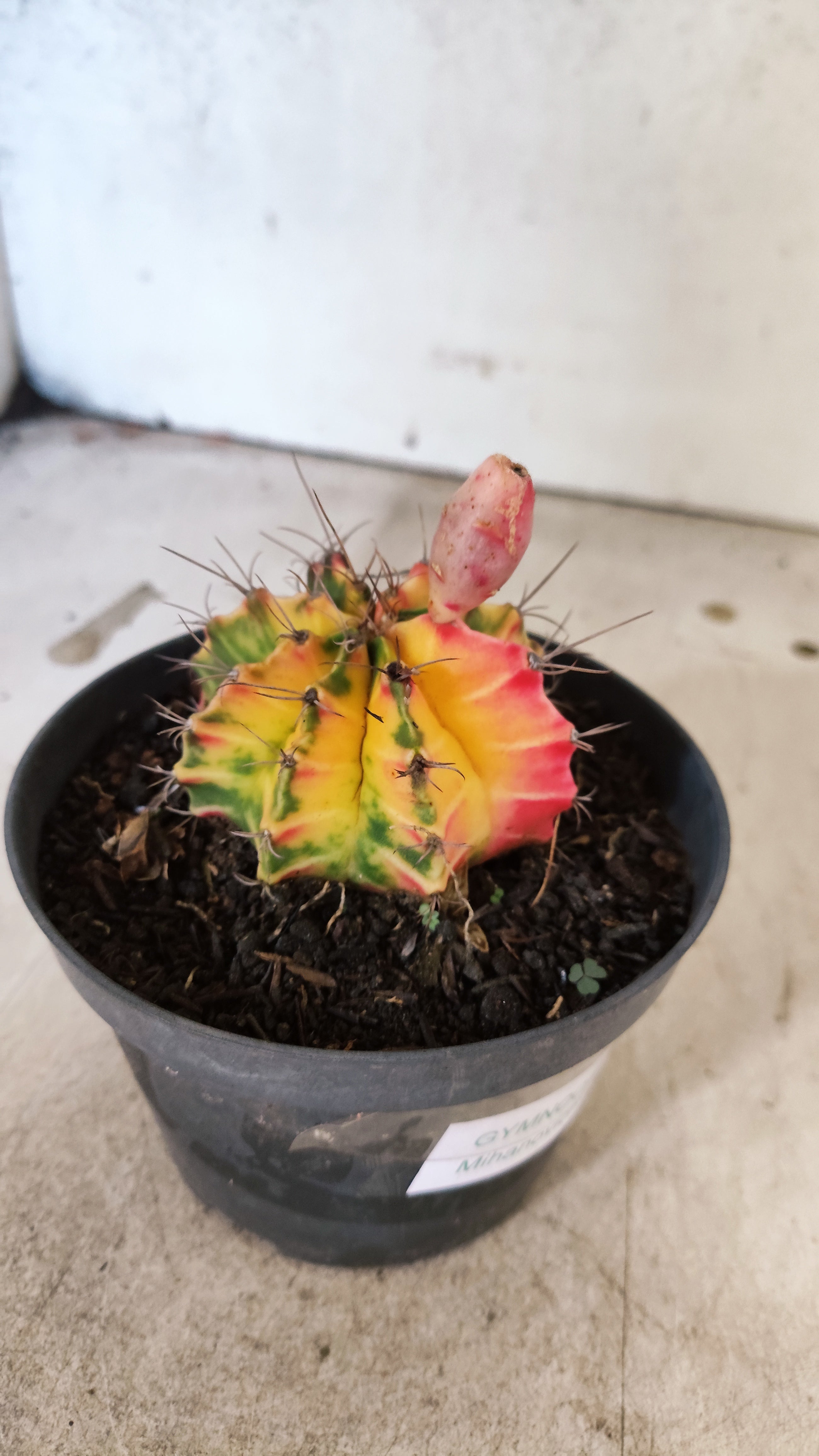 GYMNOCALYCIUM Mihanovichii Nº 632 – vaso 11