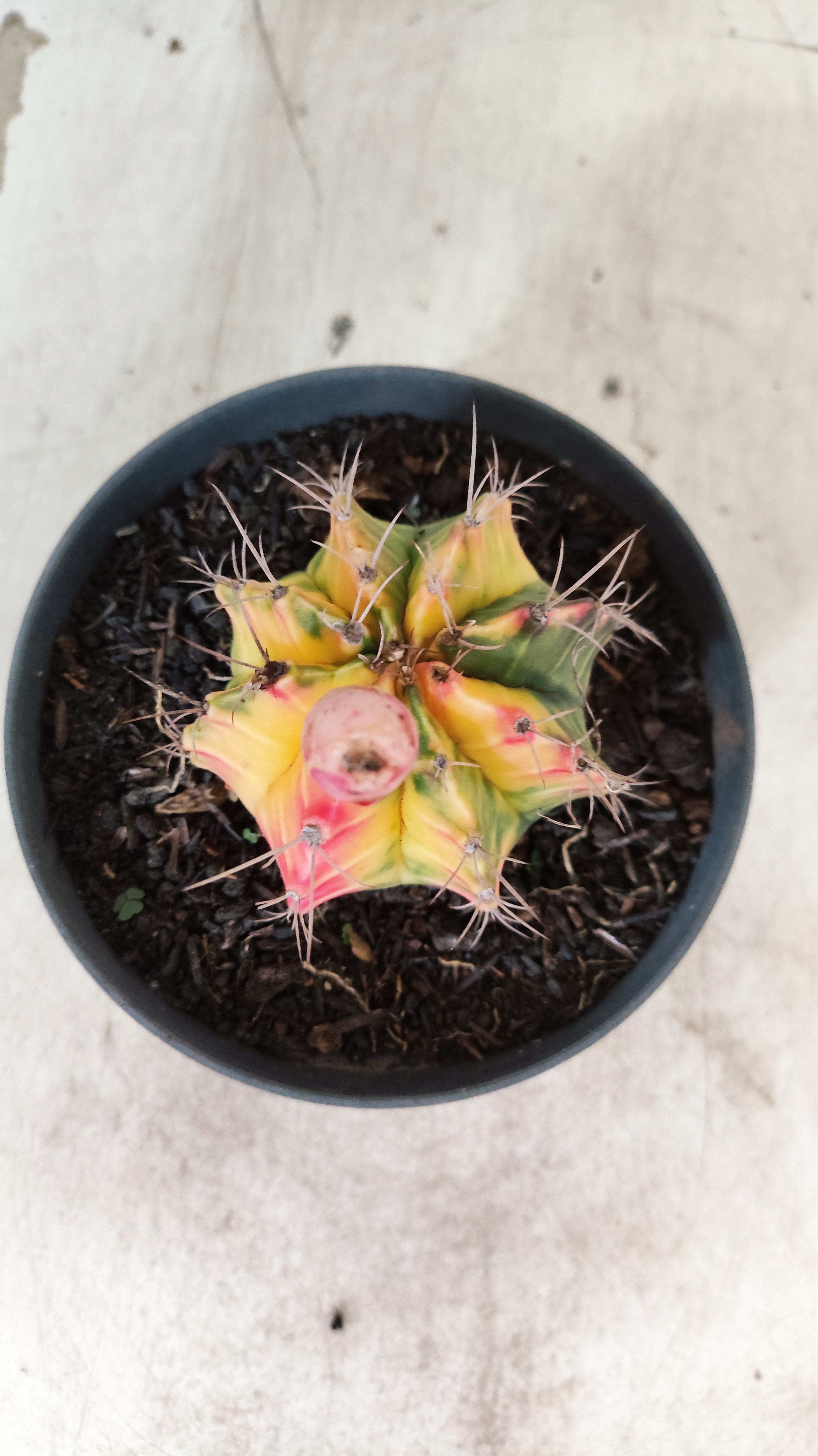 GYMNOCALYCIUM Mihanovichii Nº 632 – vaso 11