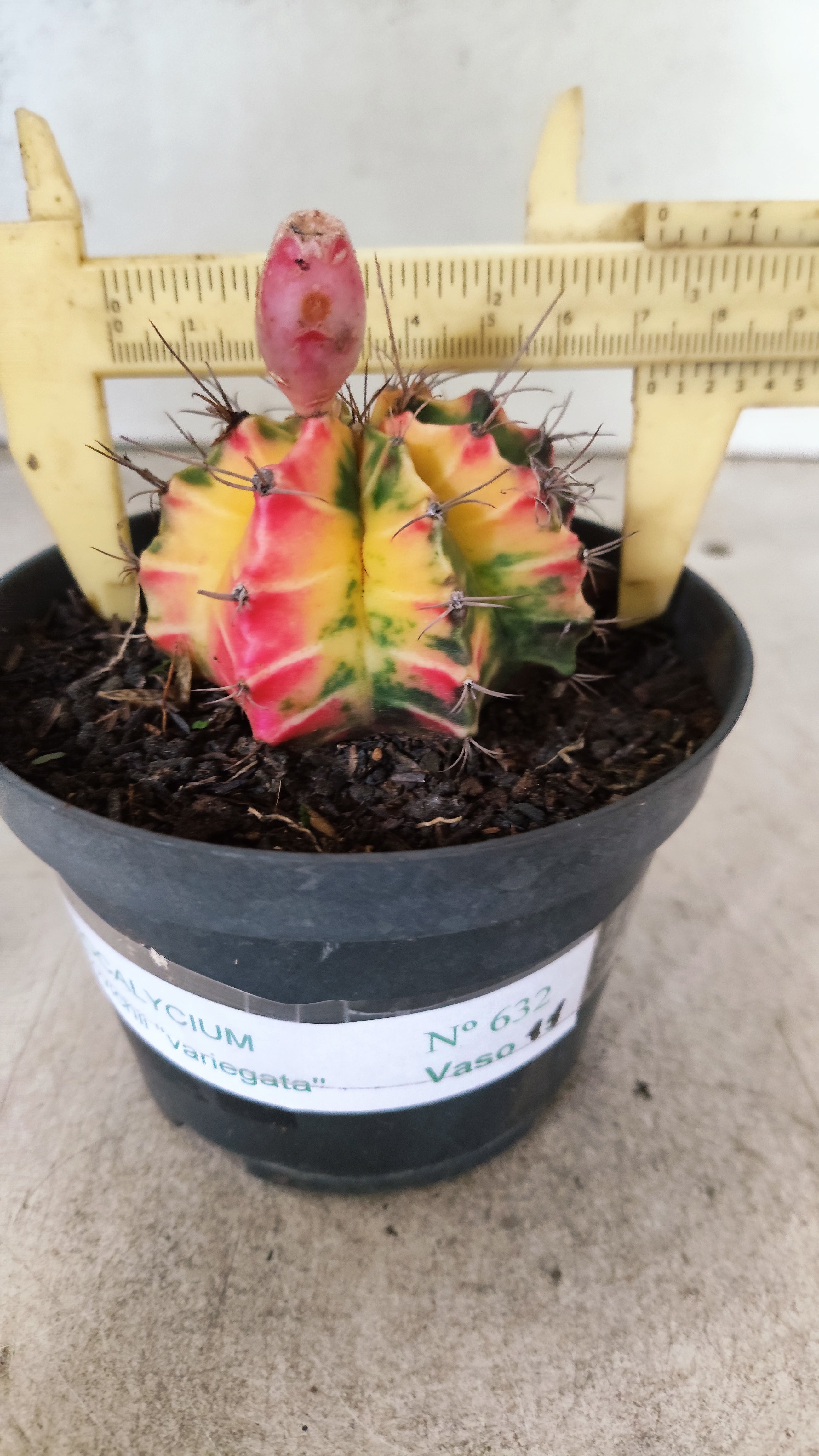 GYMNOCALYCIUM Mihanovichii Nº 632 – vaso 11