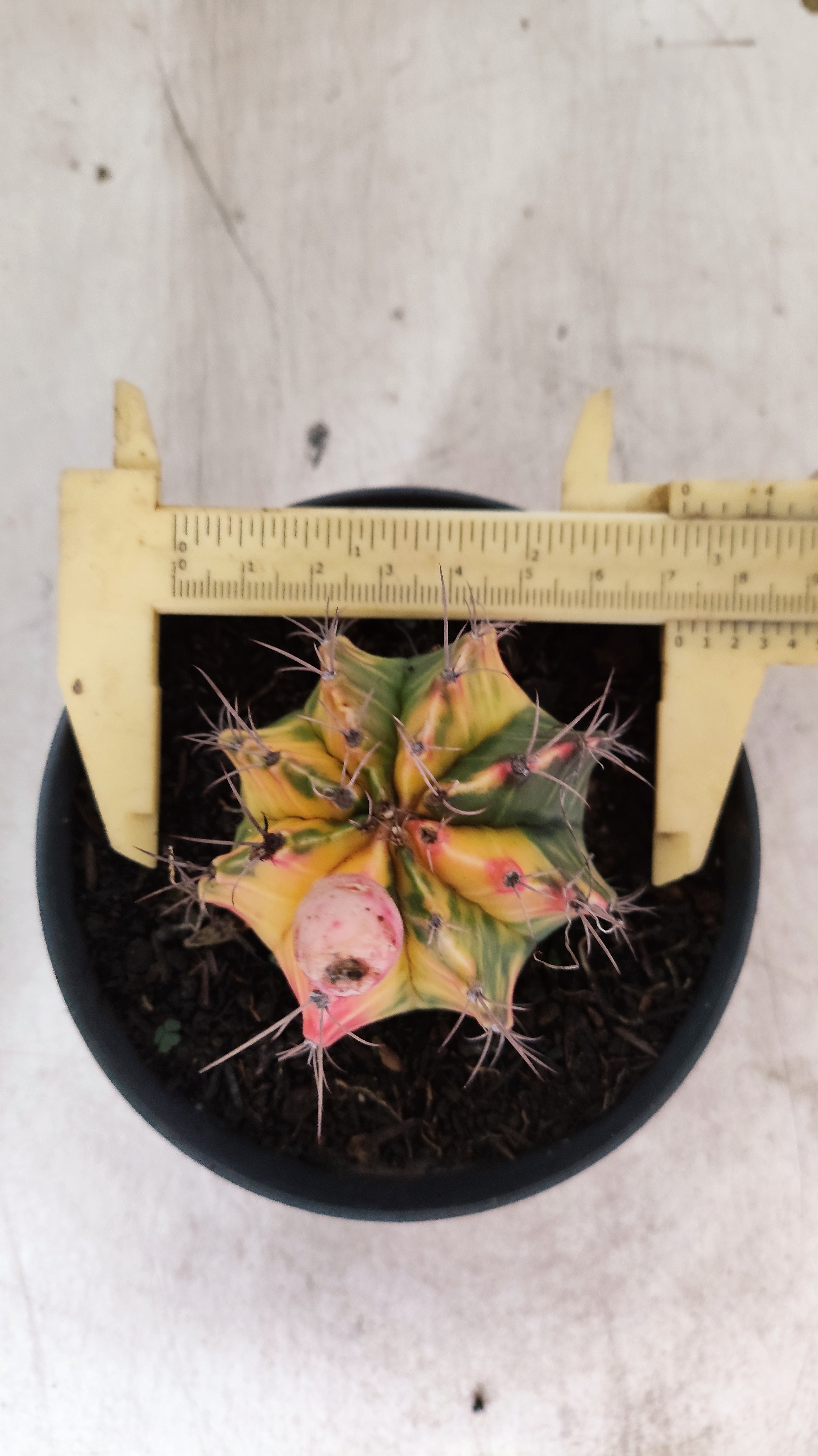 GYMNOCALYCIUM Mihanovichii Nº 632 – vaso 11