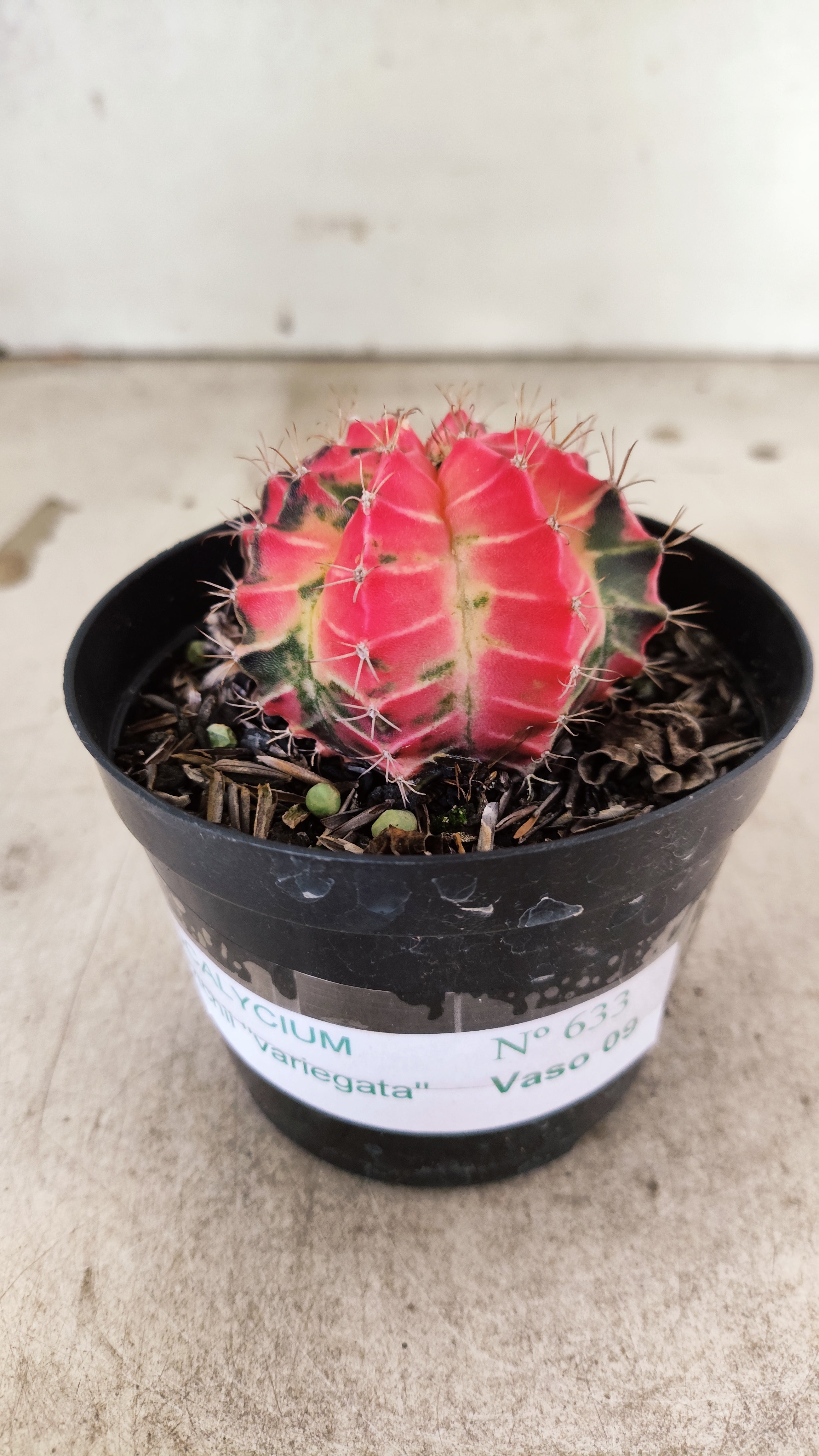 GYMNOCALYCIUM Mihanovichii Nº 633 – vaso 09