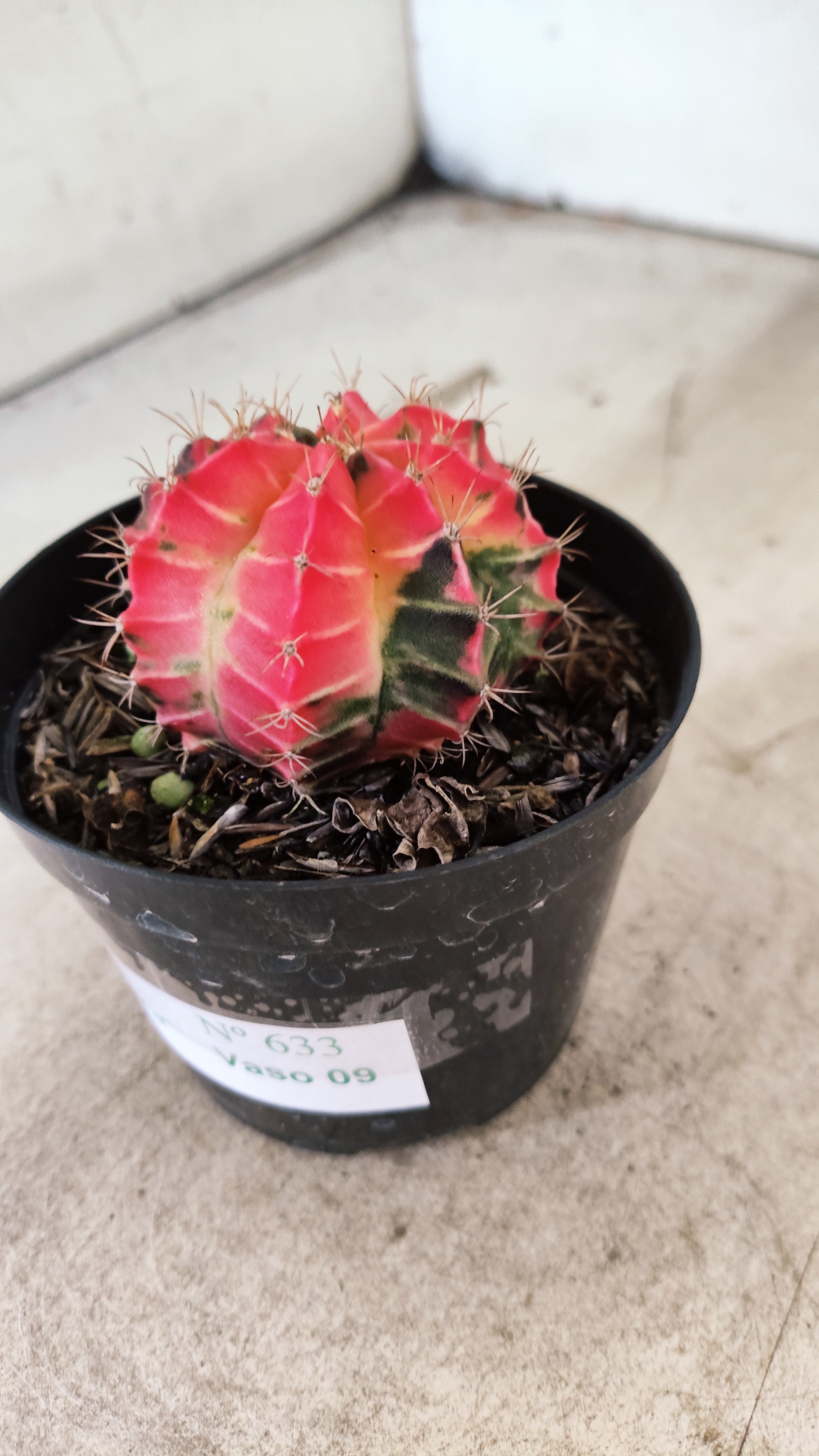 GYMNOCALYCIUM Mihanovichii Nº 633 – vaso 09