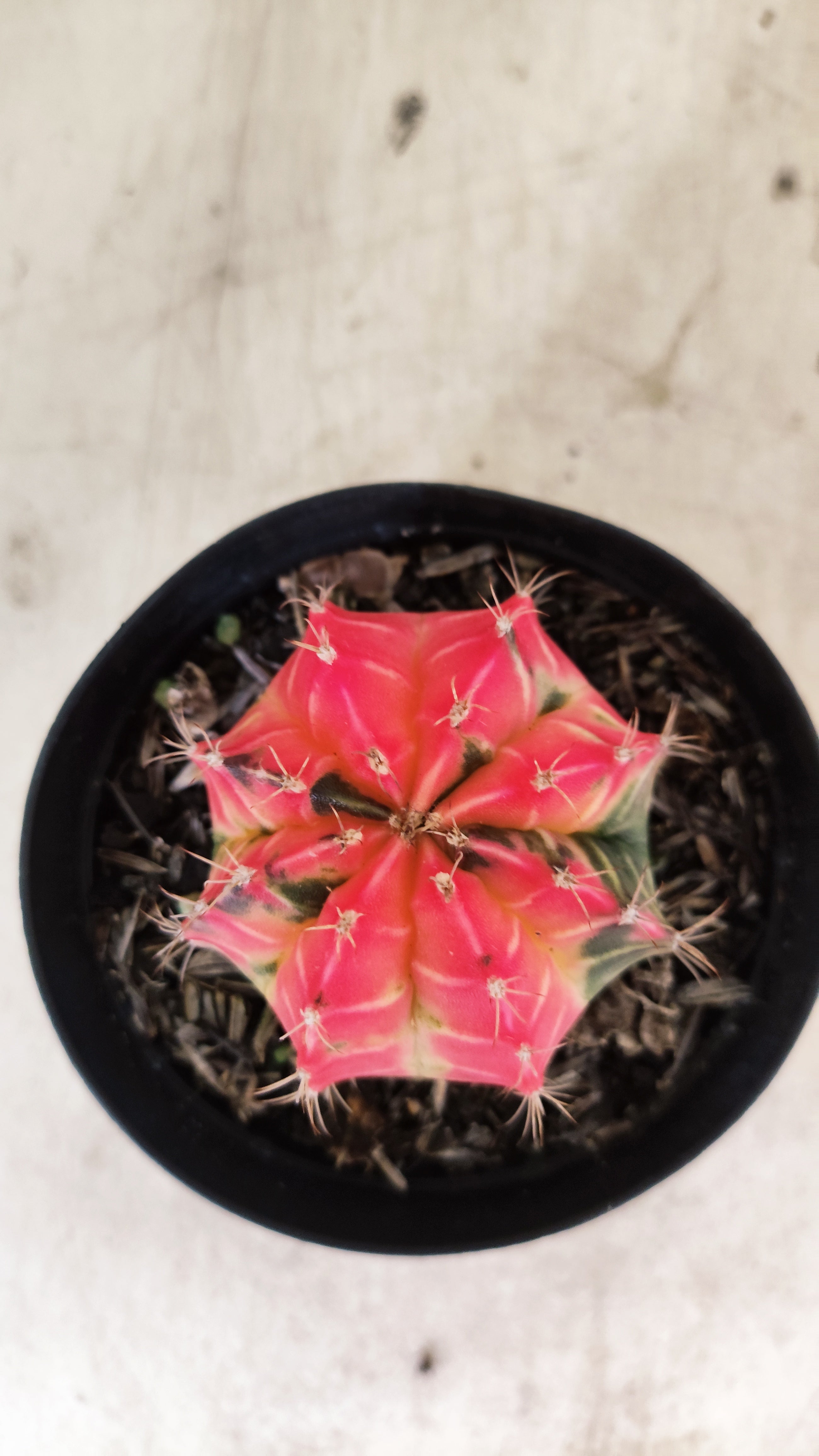 GYMNOCALYCIUM Mihanovichii Nº 633 – vaso 09