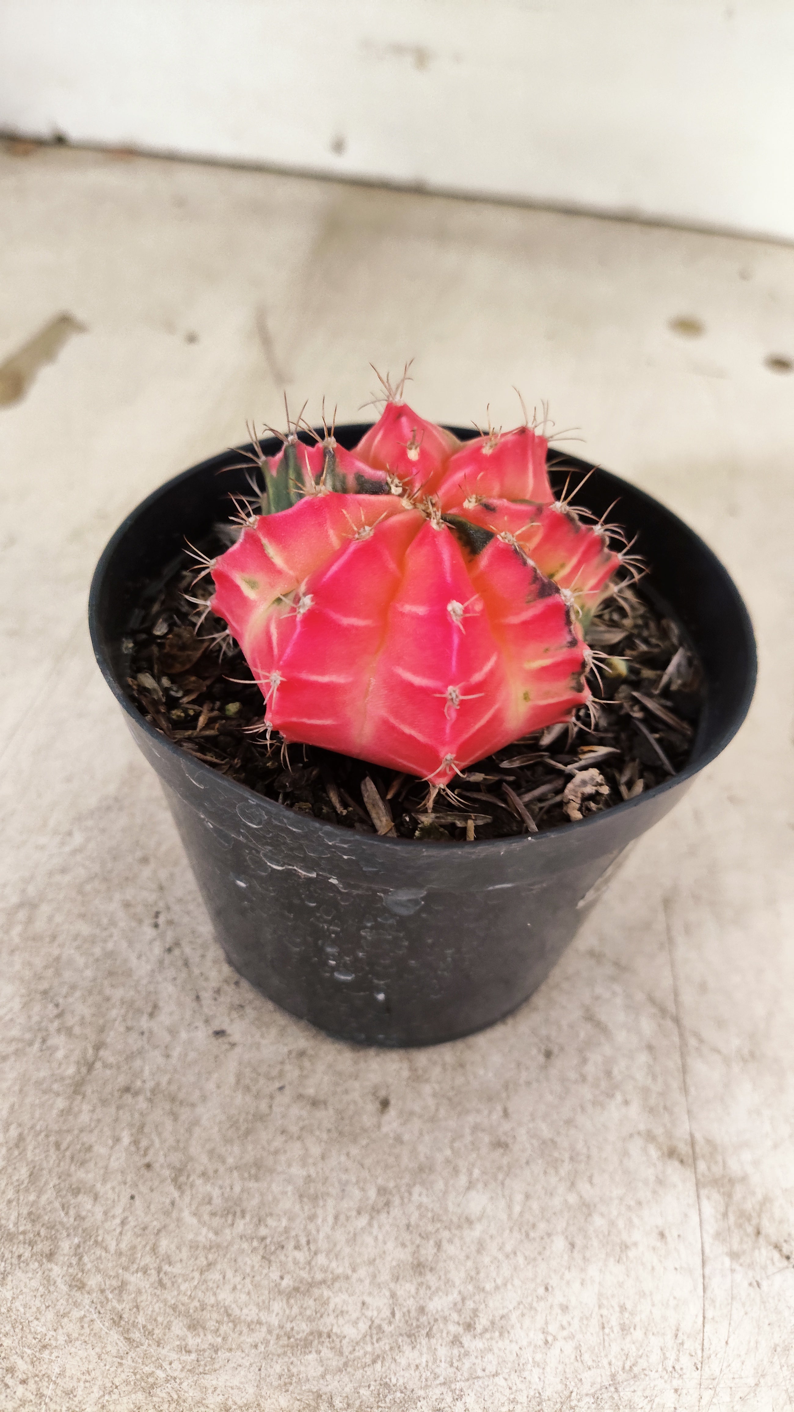GYMNOCALYCIUM Mihanovichii Nº 633 – vaso 09